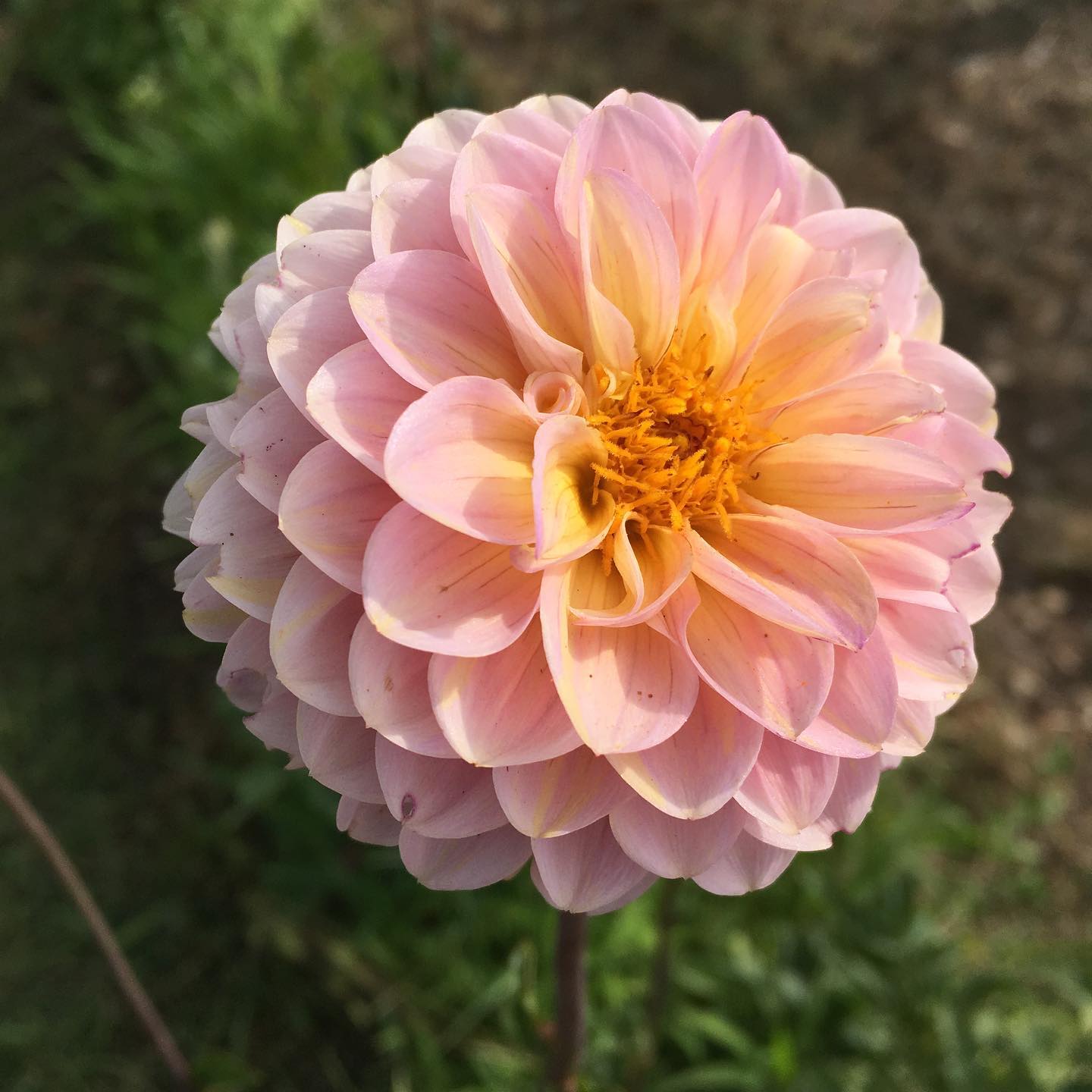 Today in horticulture.