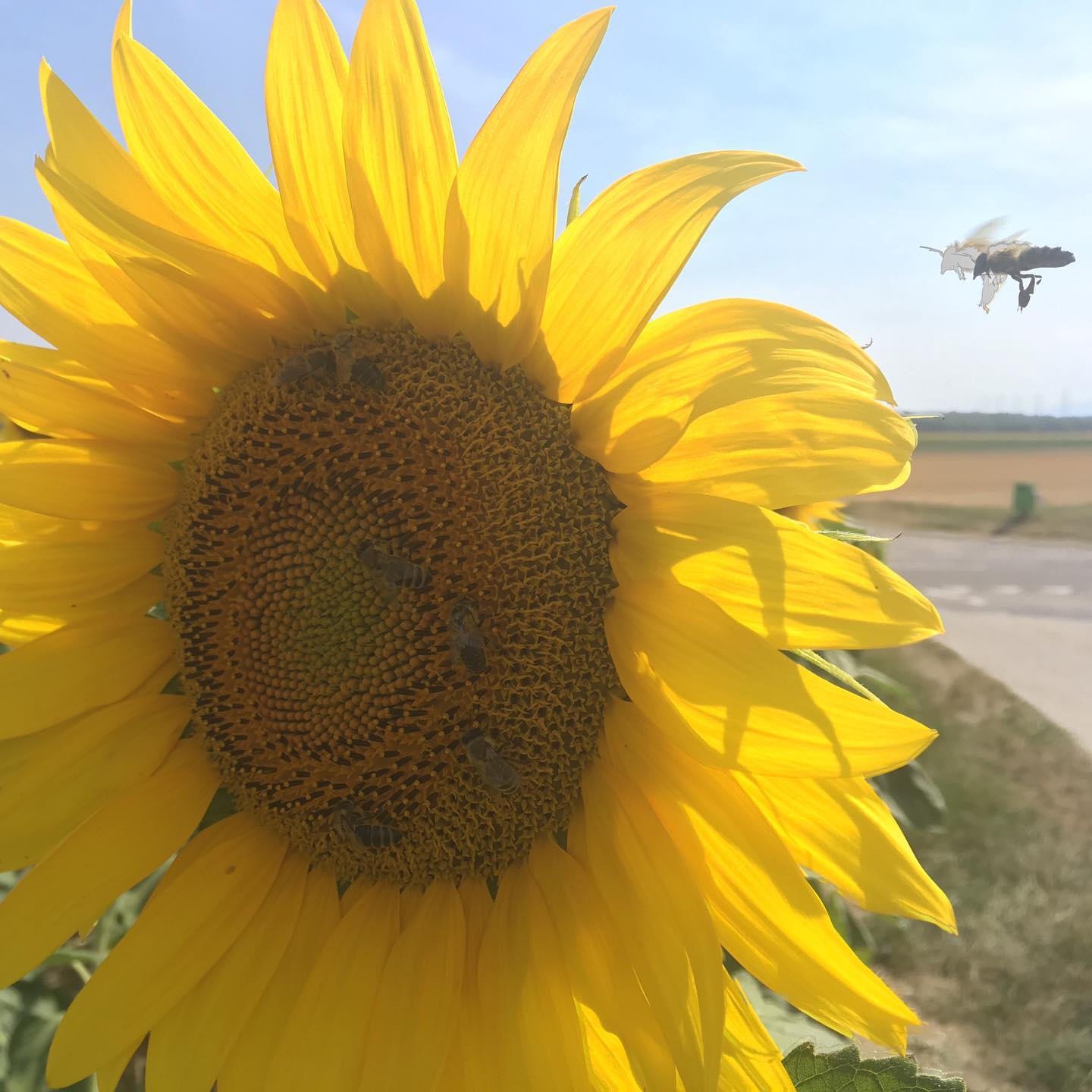 Bee on final approach. :-)