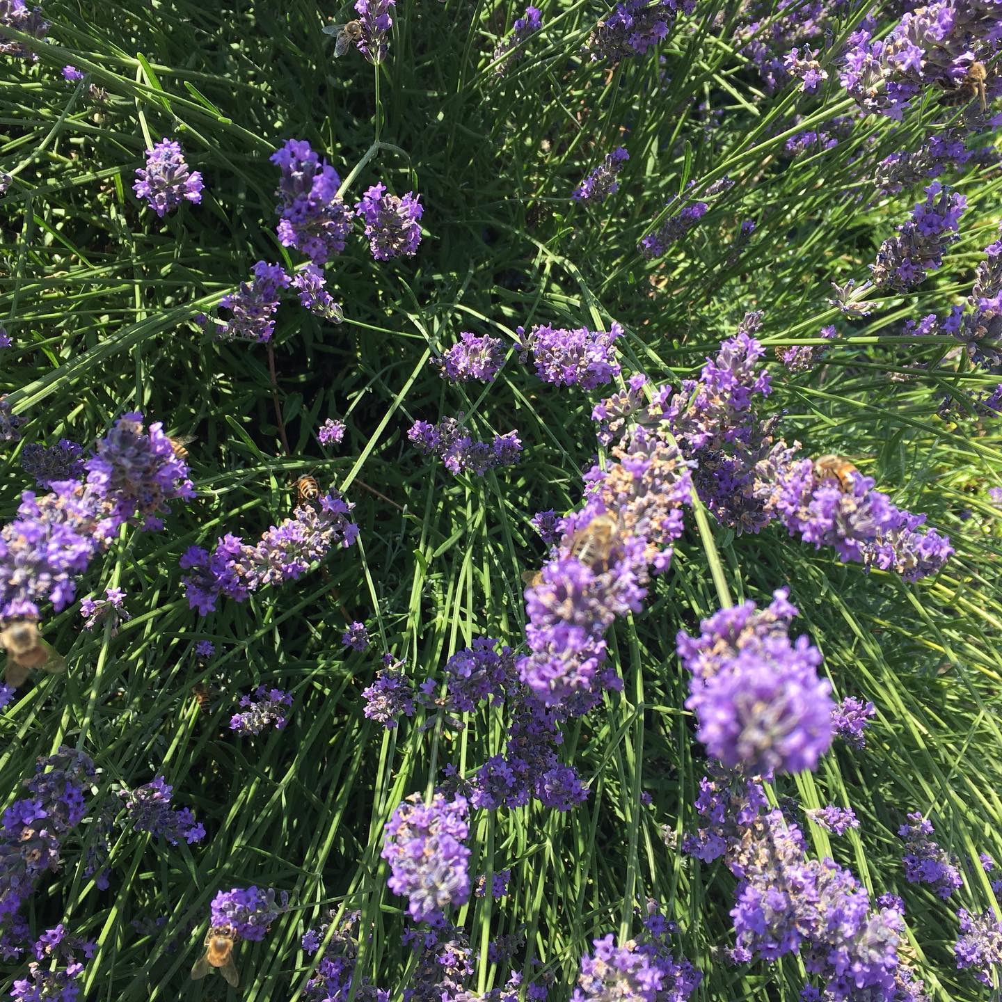 Smells of lavender