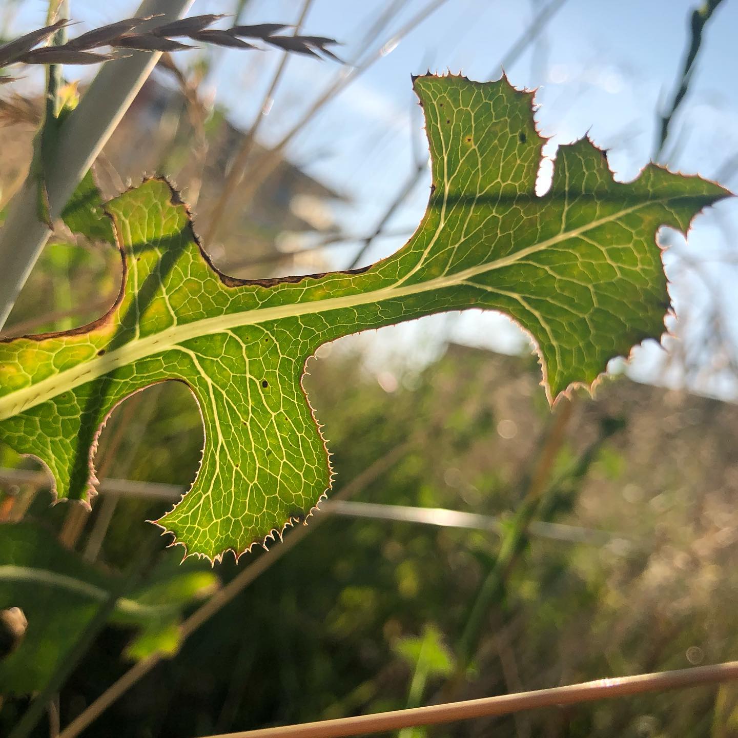 From my morning walk.