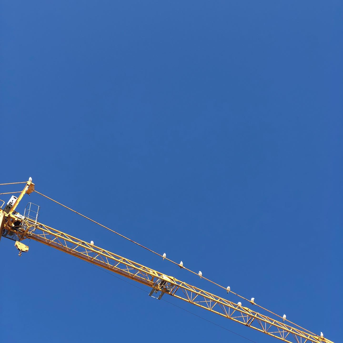 When you get your seagulls in a row because you gave up on ducks.