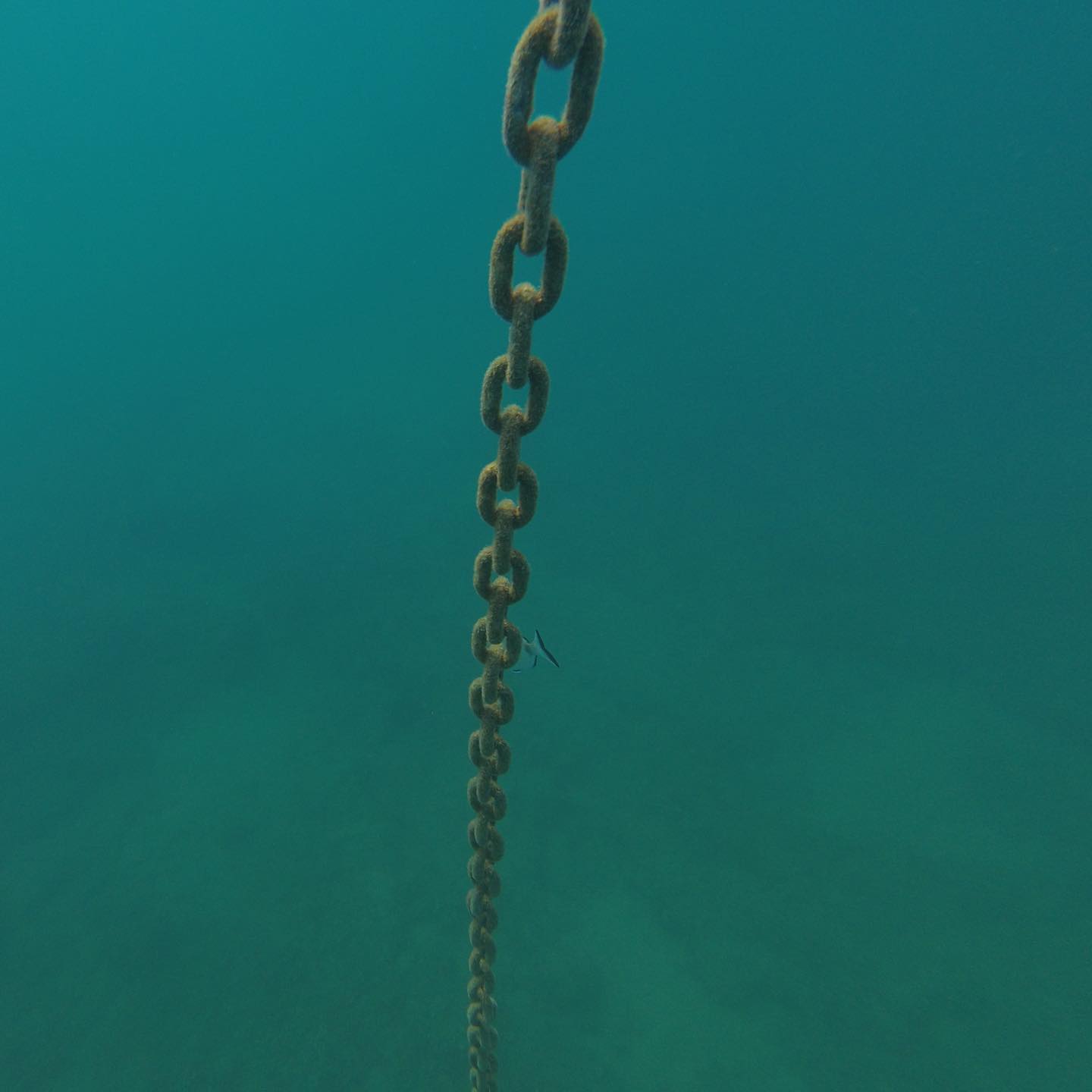 You always get asked âwhat is there to see in the LÃ©man. You donât get the same reaction when diving in the sea despite the lack of life due to overfishing. Stop eating what people want to see diving. ;-)