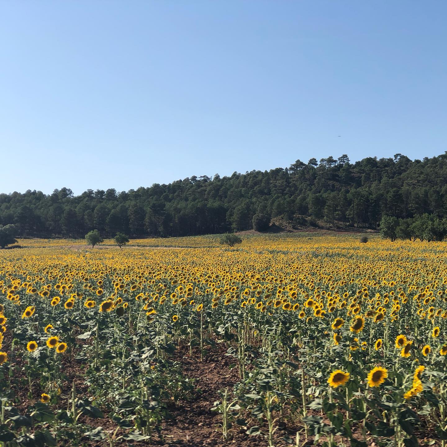 Fields of sunflowers in central Spain.