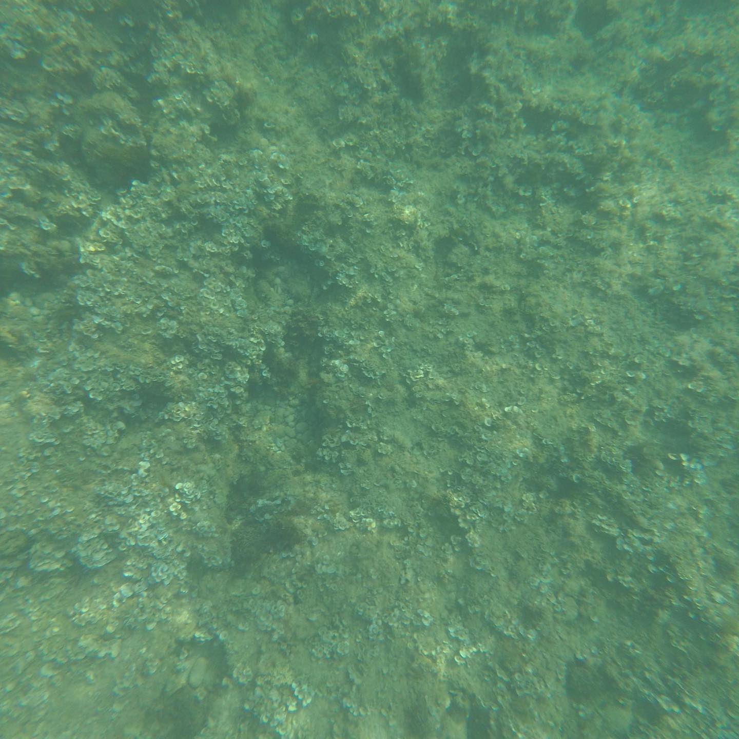 You eat fish and this is what is left in the Mediterranean Sea.