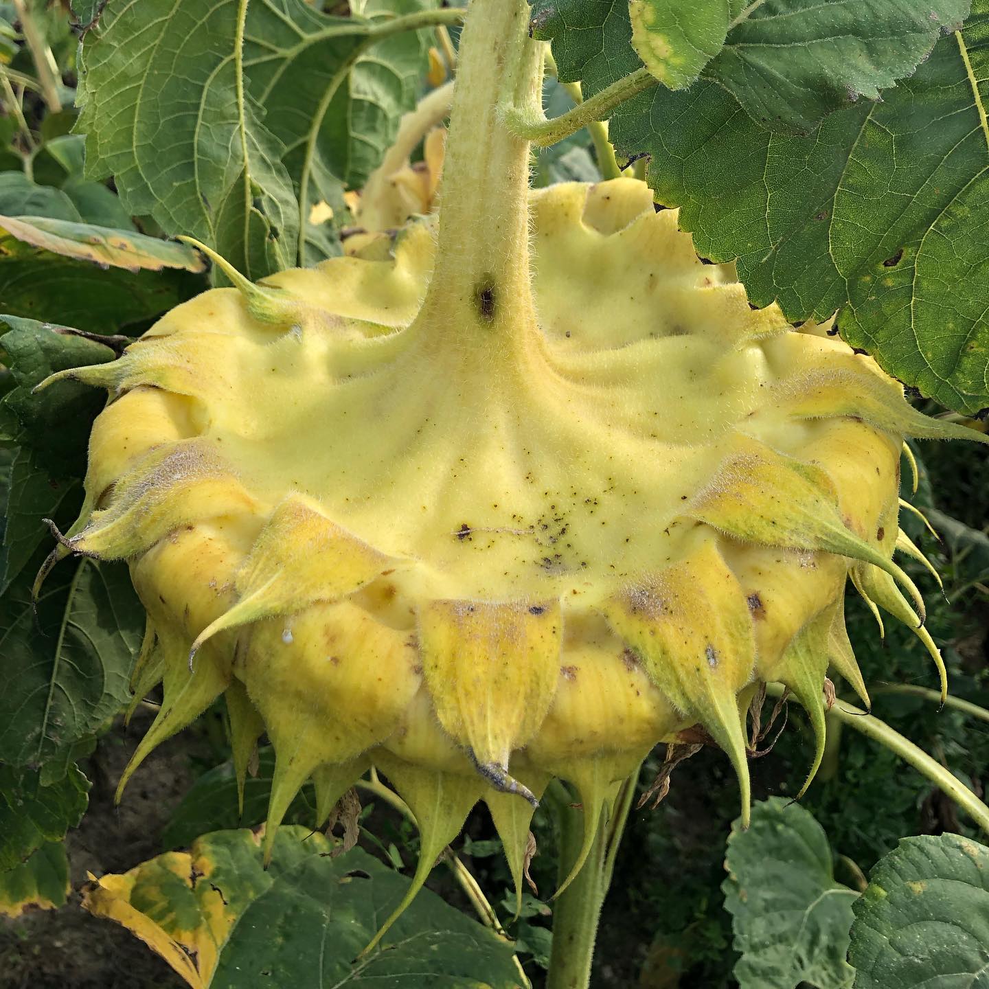 This sunflower is hanging itâs head in shame ;-)
