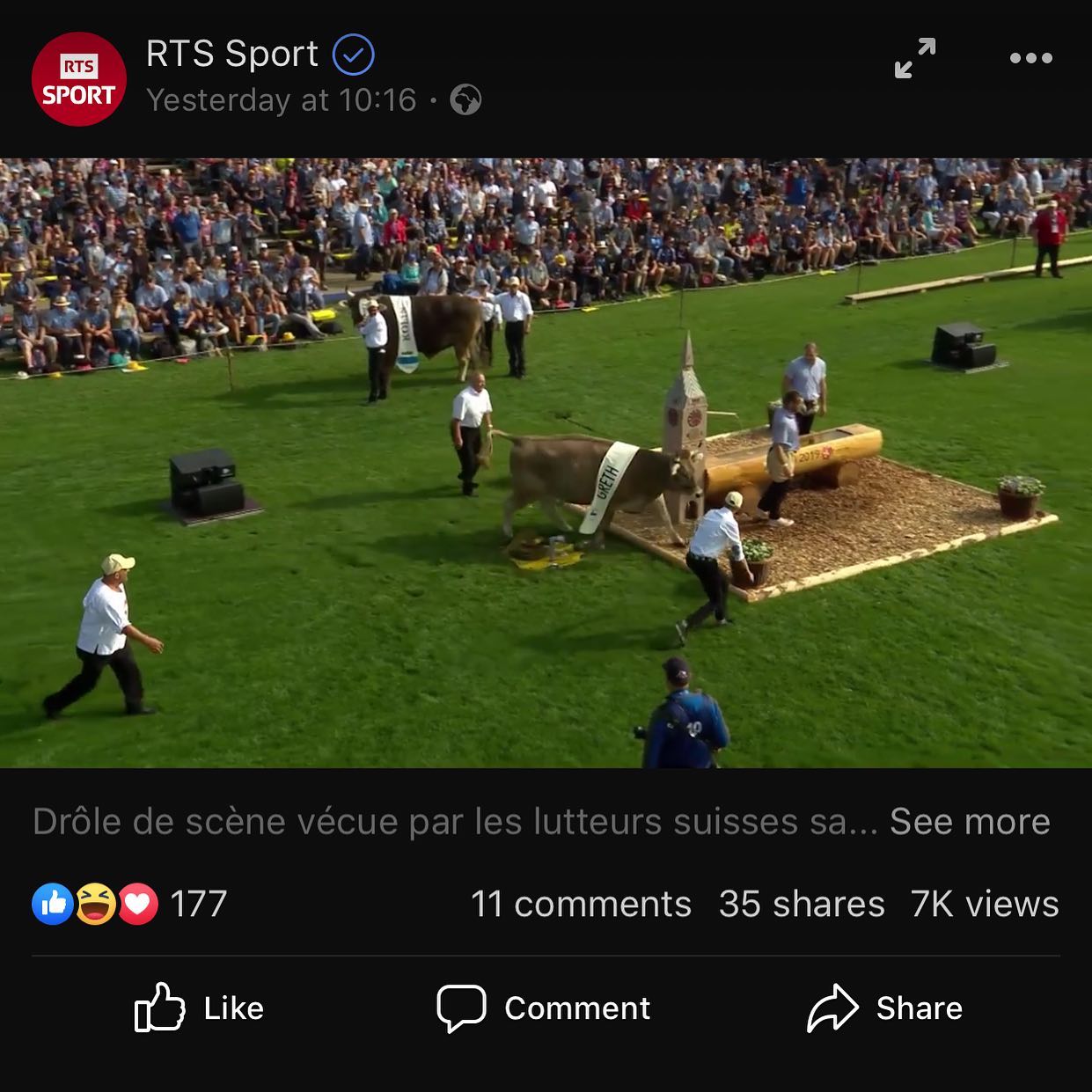 A bull escaped during the lutte suisse so they had to interrupt competition. Welcome to Switzerland @rtssport