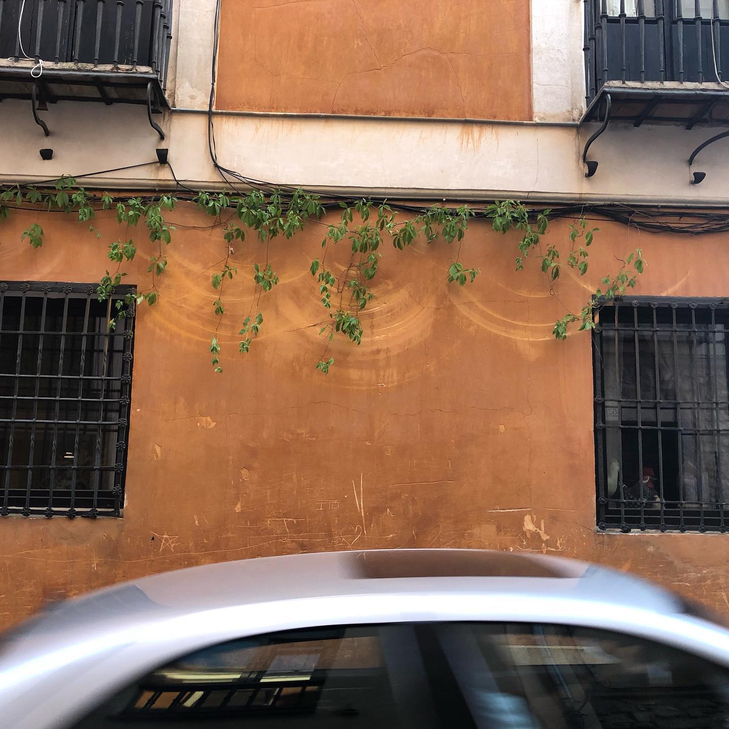 When vegetation blows in the wind it sometimes erodes paint off of buildings.