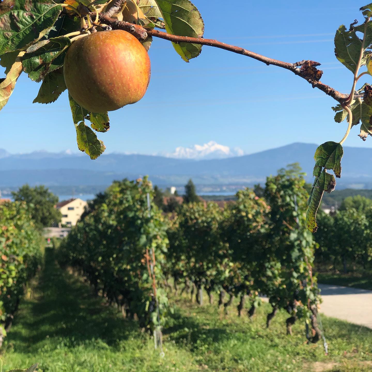 If you like the Mt Blanc, apples and vineyards.