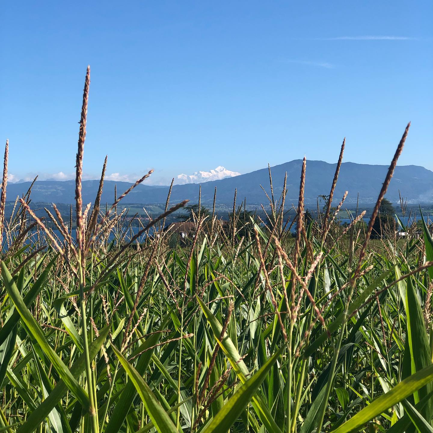 #vdm vue du Mont Blanc ;-)