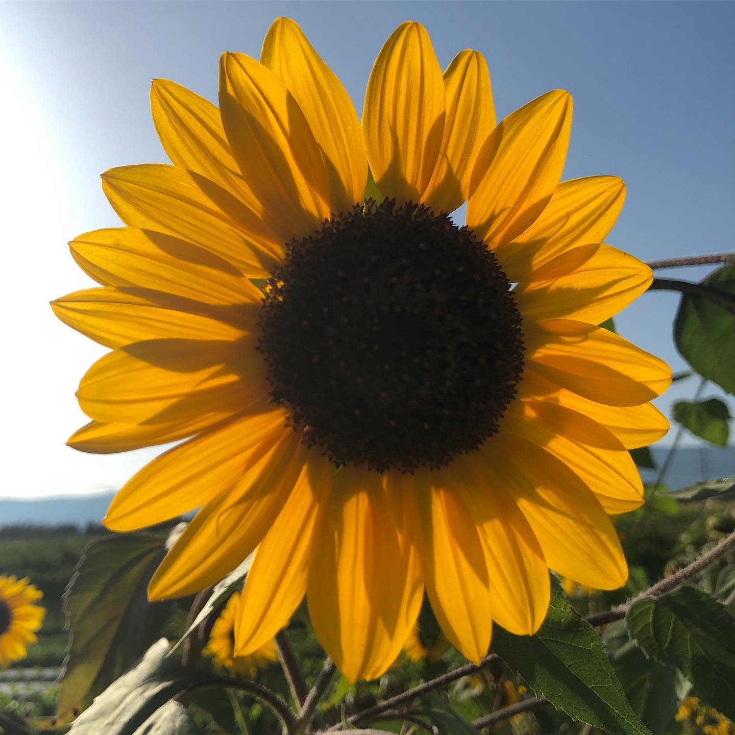 Not past its prime yet.