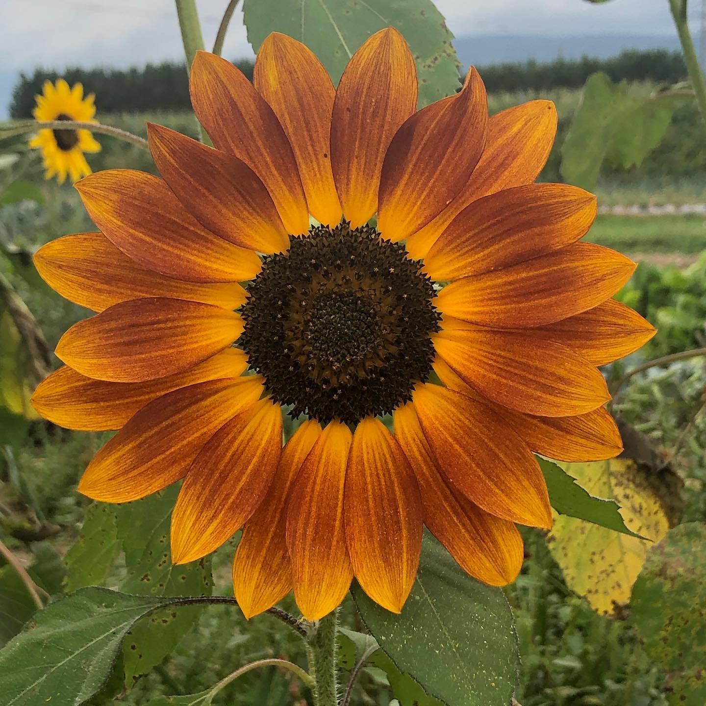 No image manipulation.