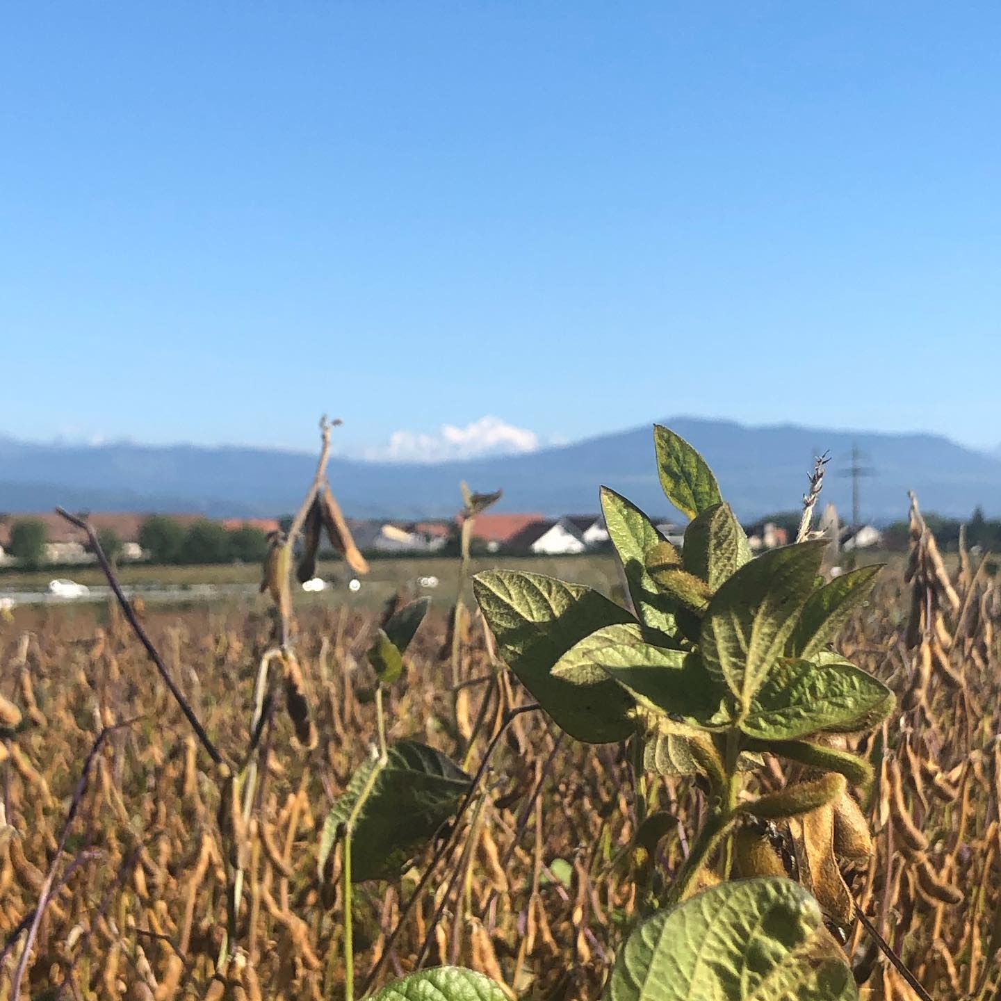 @kateejamieson_ daily walk with the alps in the background.