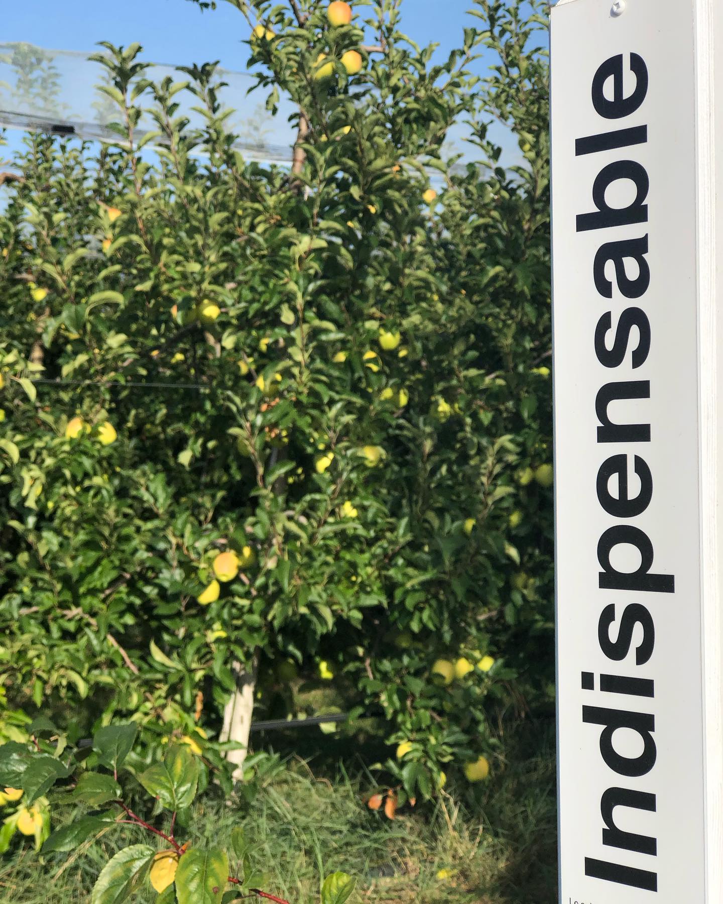 For some apples are indispensable. :-)