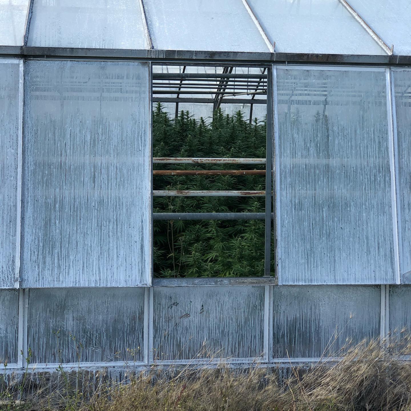 There is a special smell coming from this greenhouse.