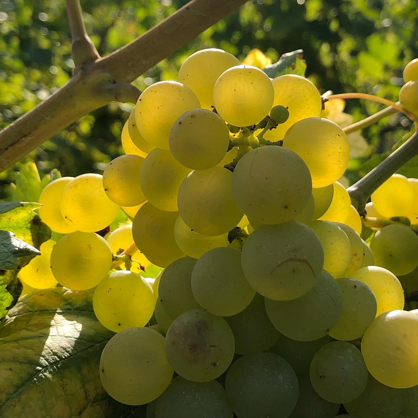 @blogueursalsace @kdfa @aliciamkenworthy