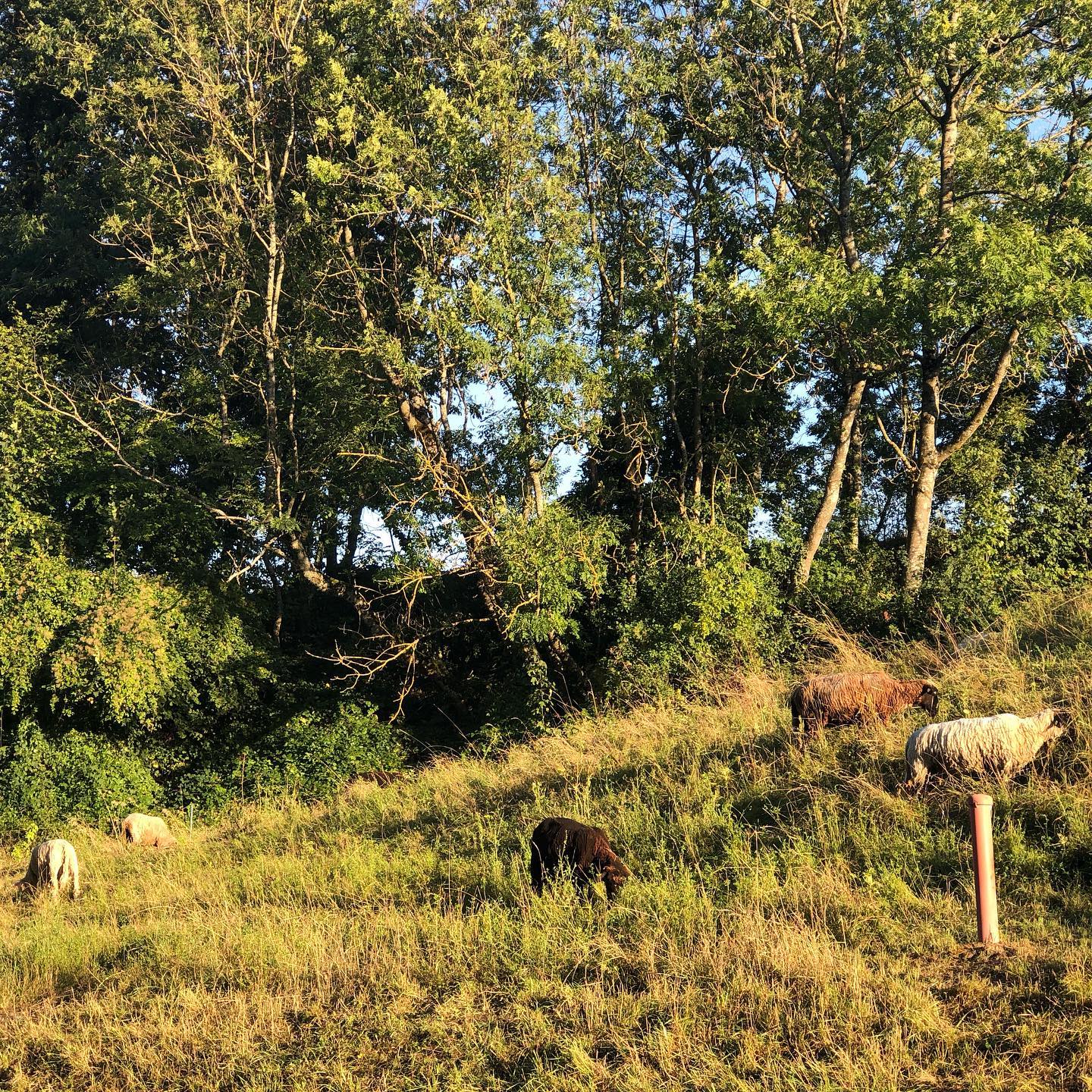 They were looking sheepish.