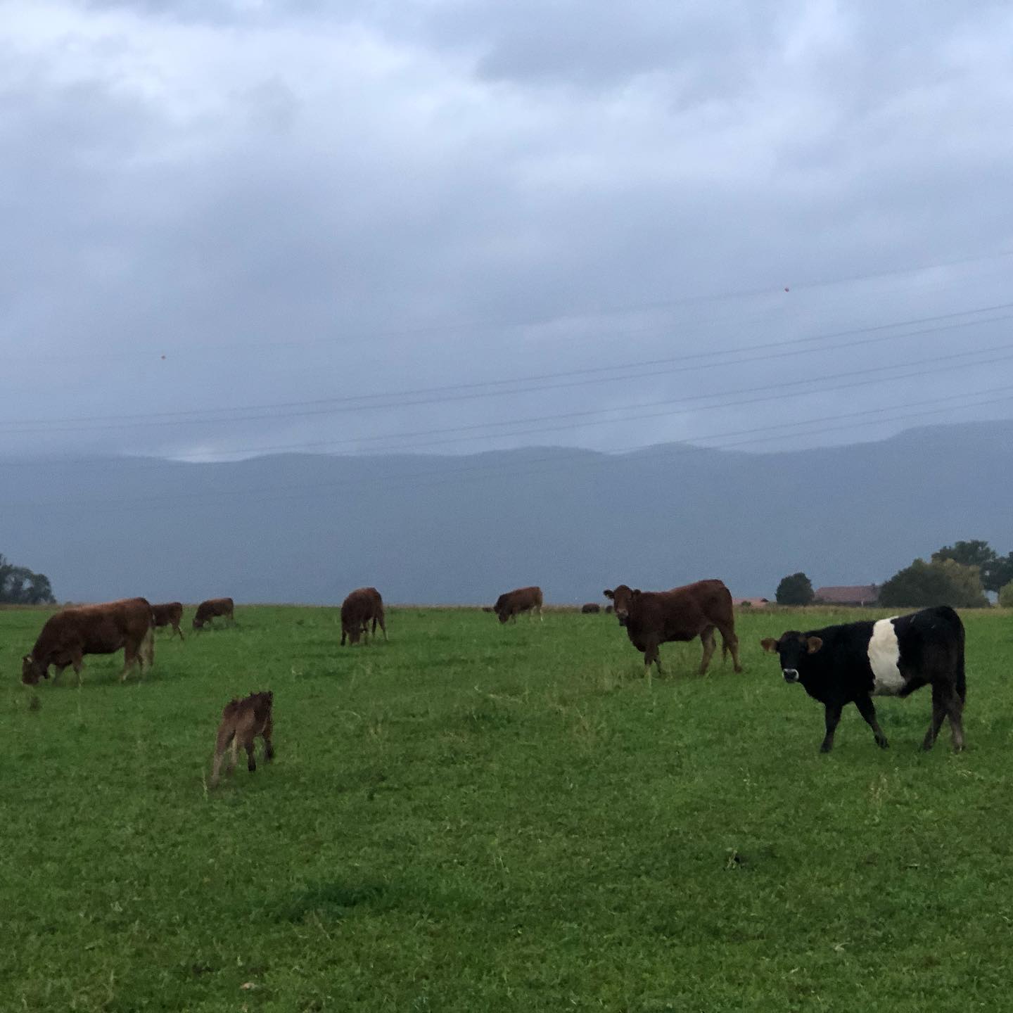 Tried to photograph a calf.