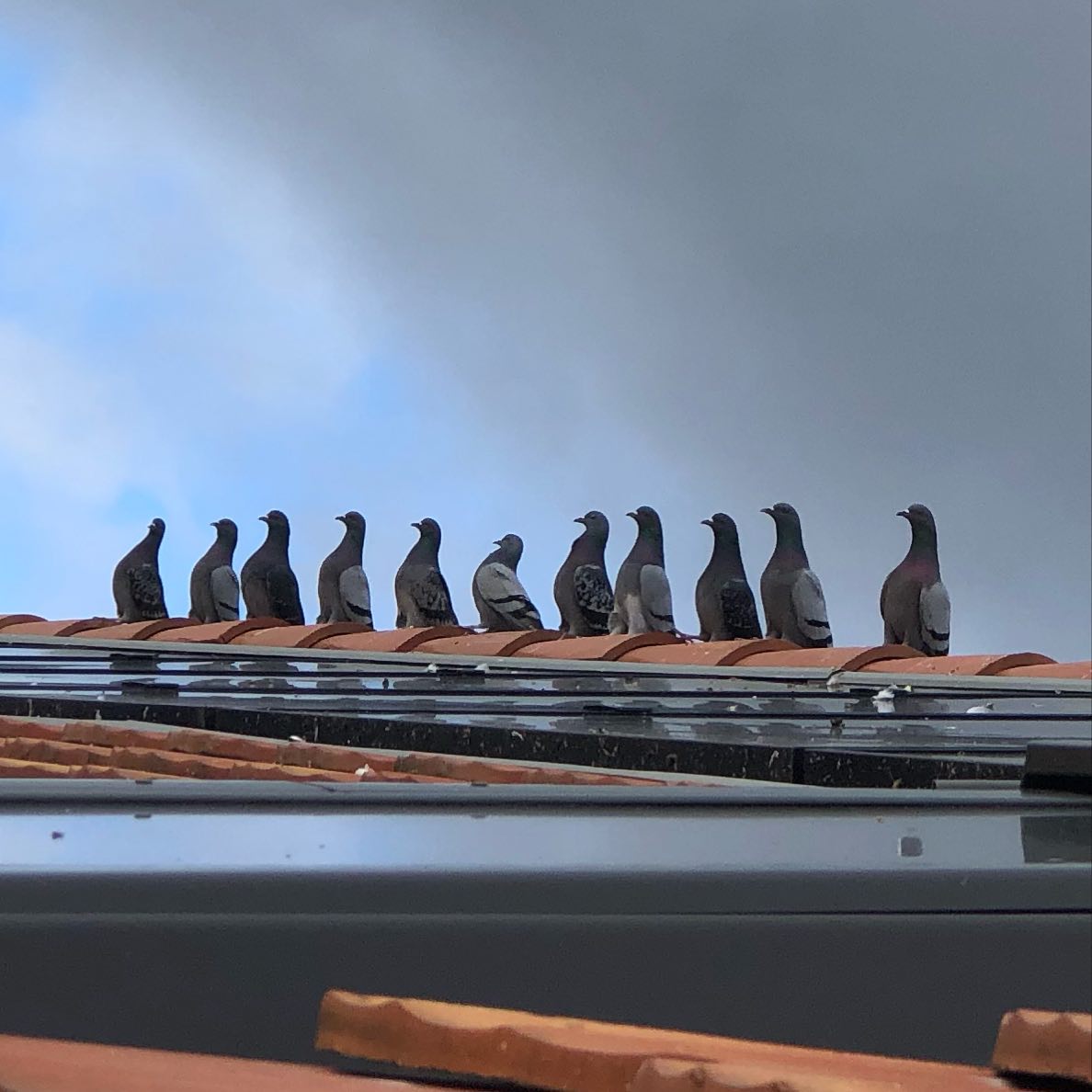 Pigeon conference