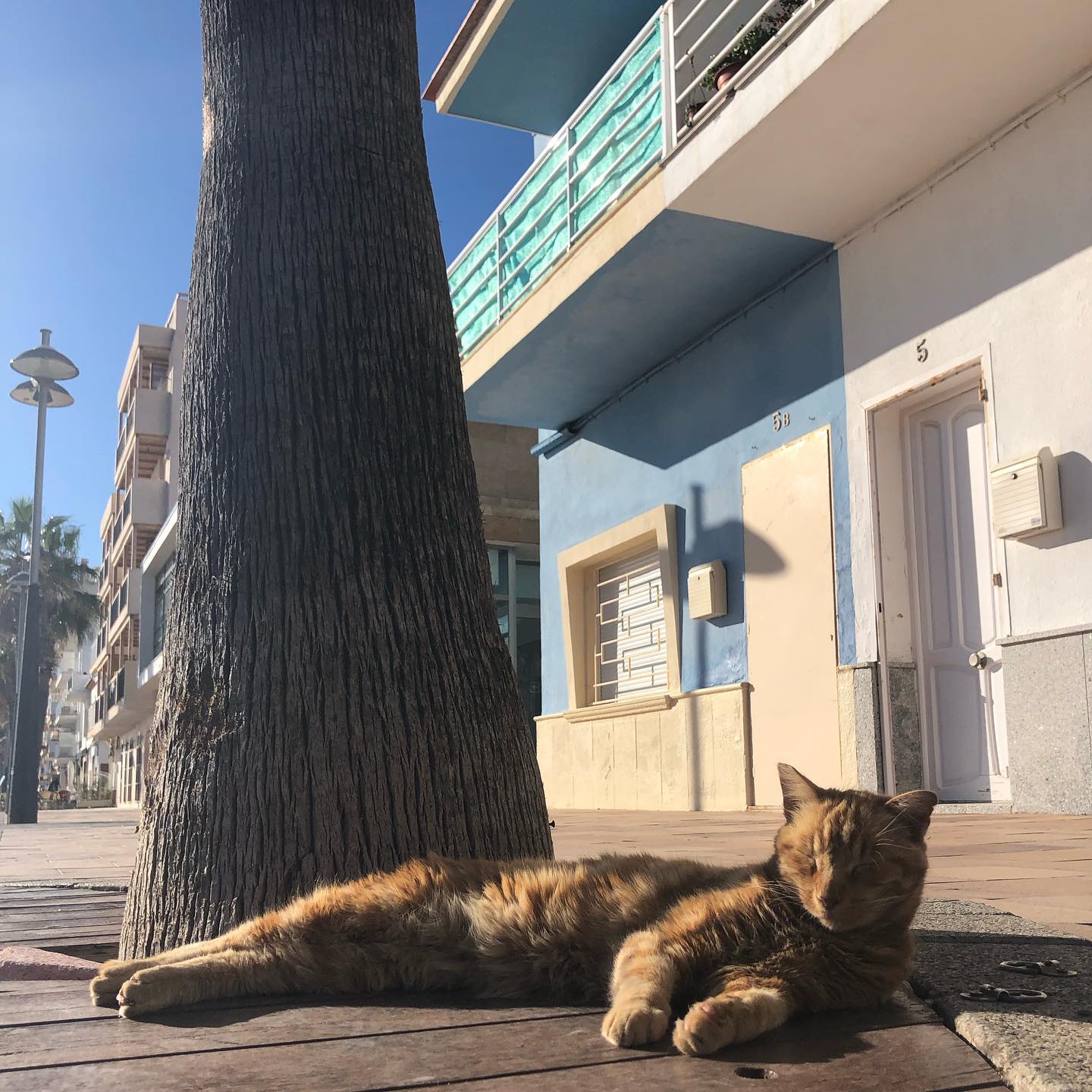 Mediterranean cat.