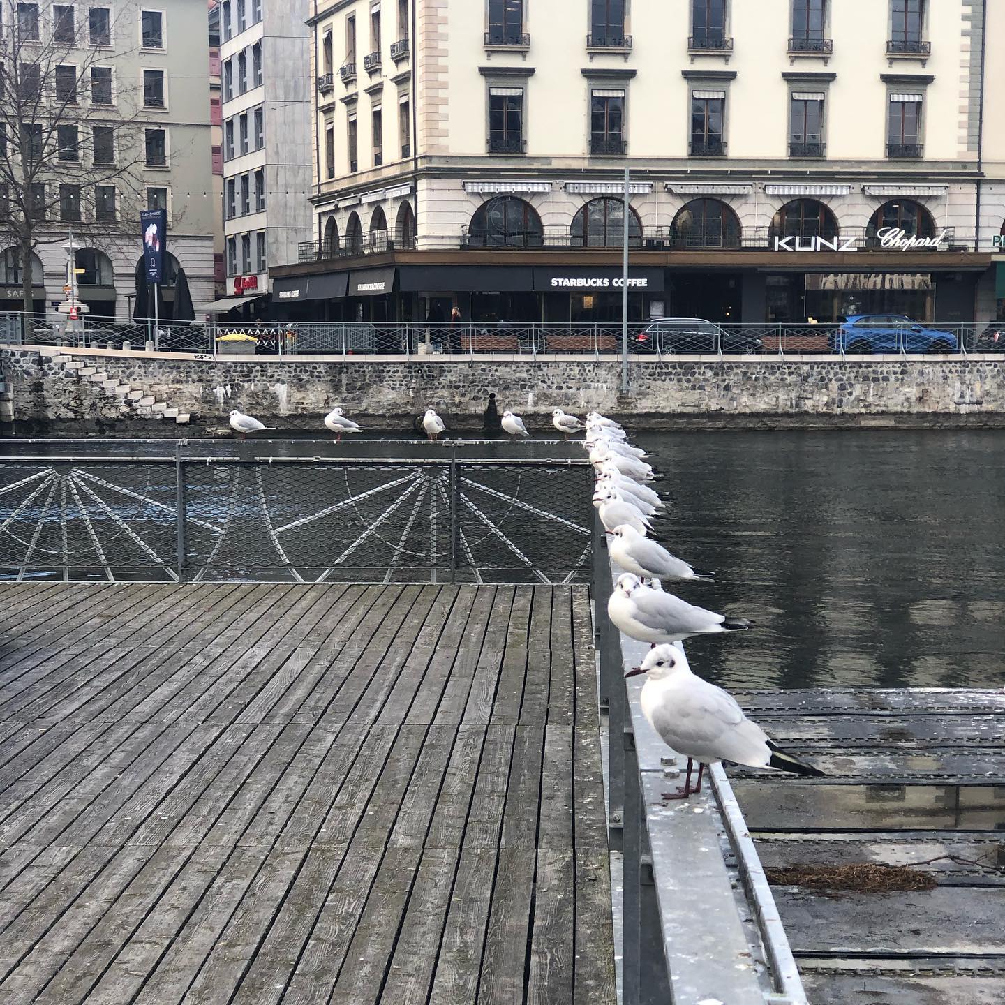 They are in a row, but they are not ducks. The birds in the middle can allow both hemispheres to sleep but those on either end let one hemisphere sleep while the other keeps guard.