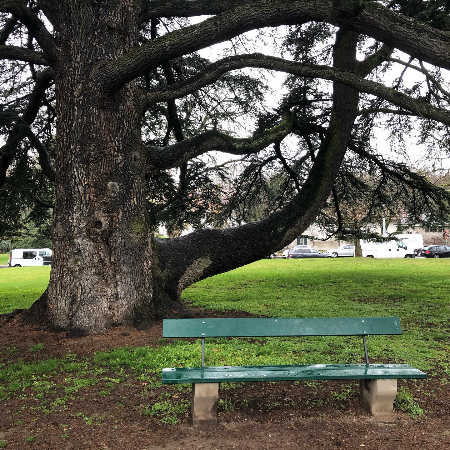 Plenty of very old trees in this parc.