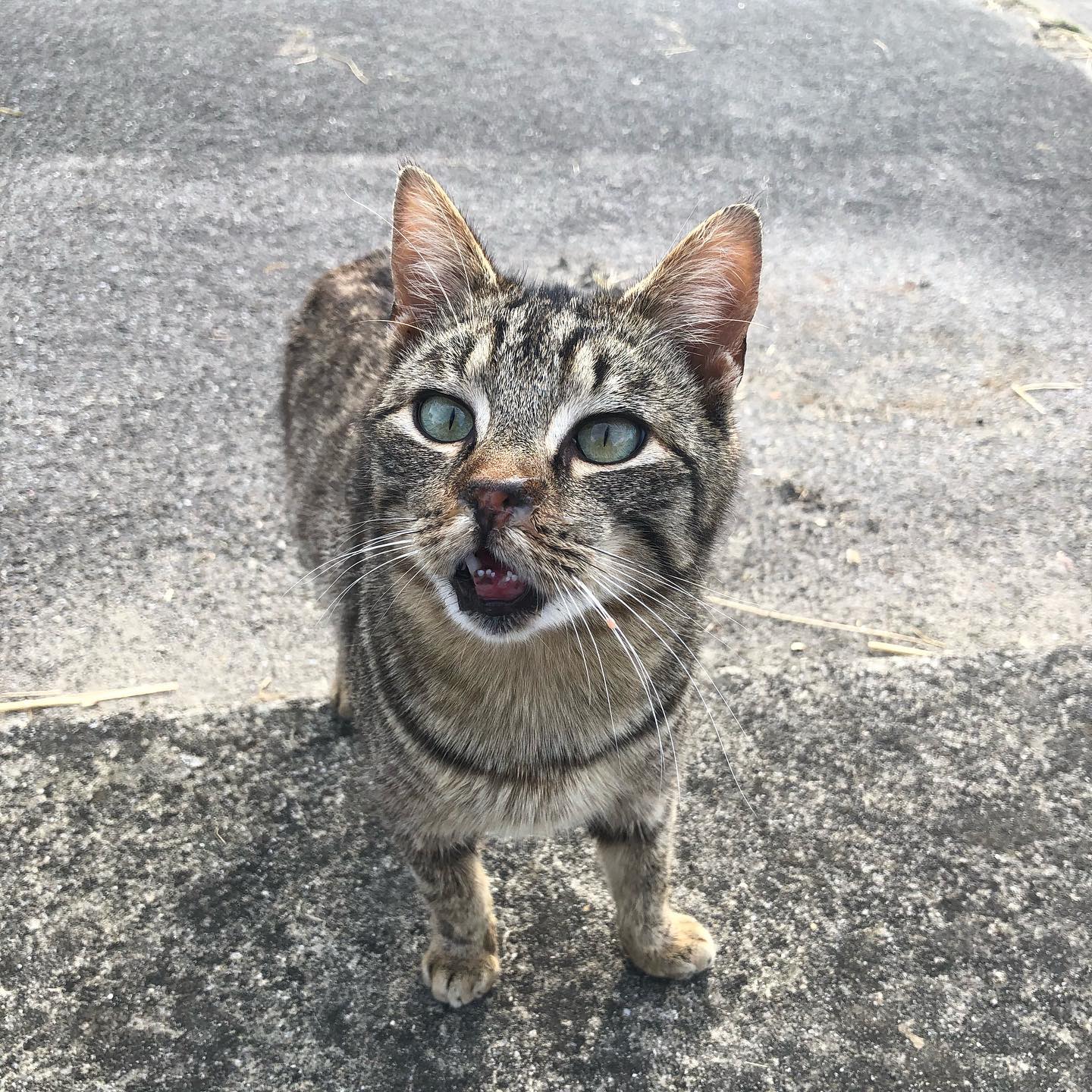 I went by the cat barn.