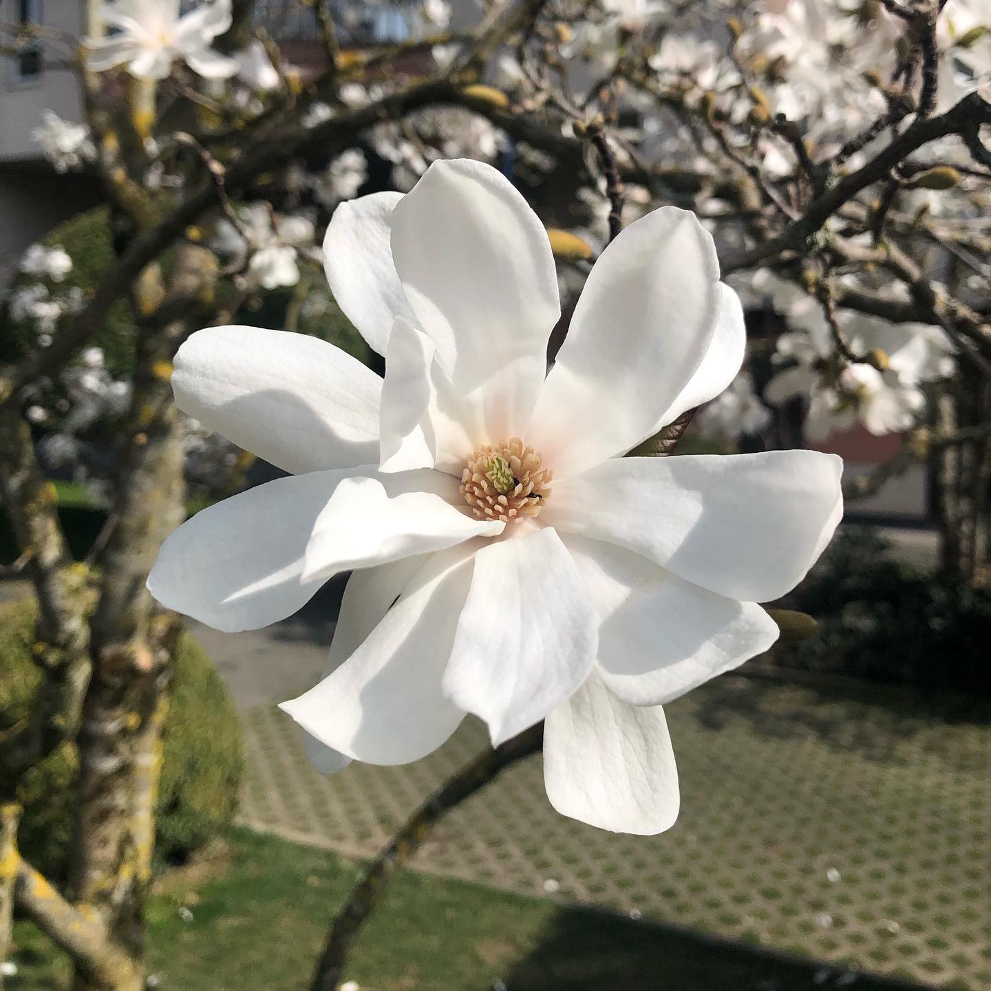 Spring, unlike us, has sprung.