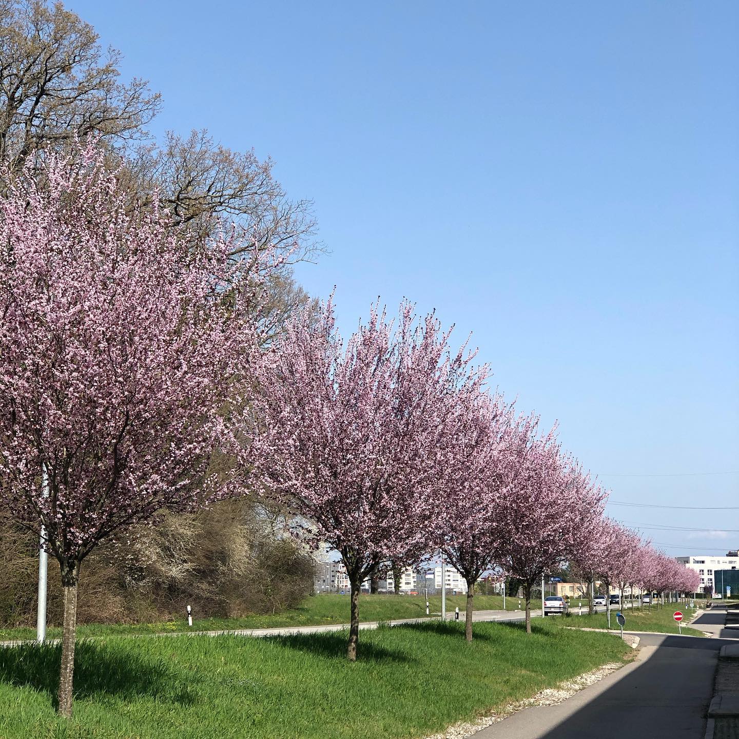 Blossoming into something ;-)