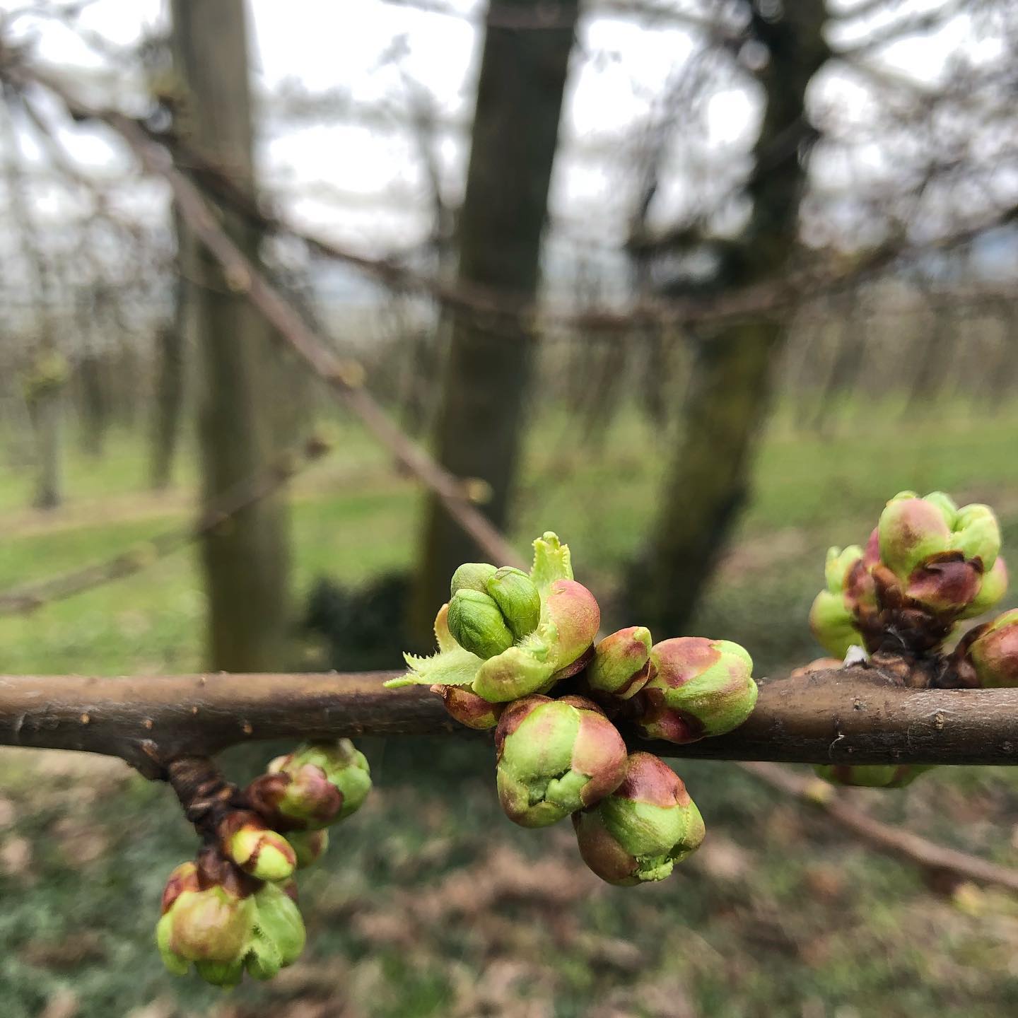 Apple blossom getting ready to erupt.