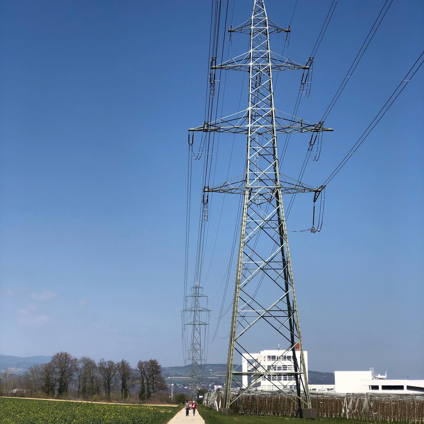 Waiting for these path hogs to pass before continuing my walk.
