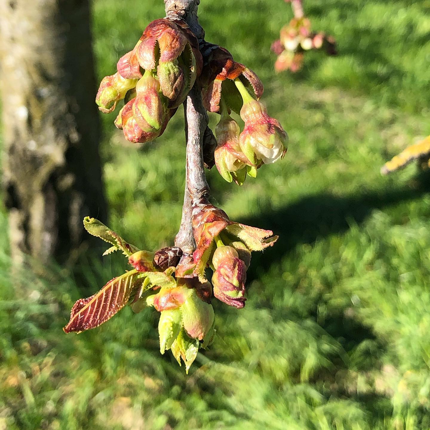 @schweizerwanderwege.ch.rando le printemps.