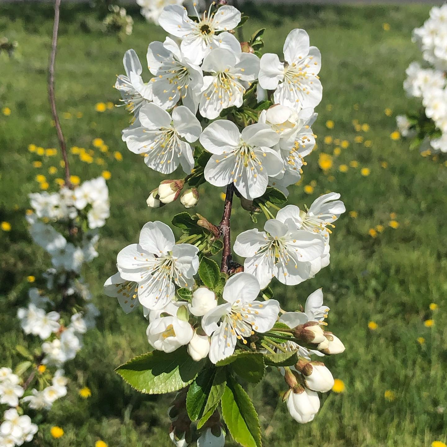 @sylwiapresley by accident we photographed the same thing in different countries.