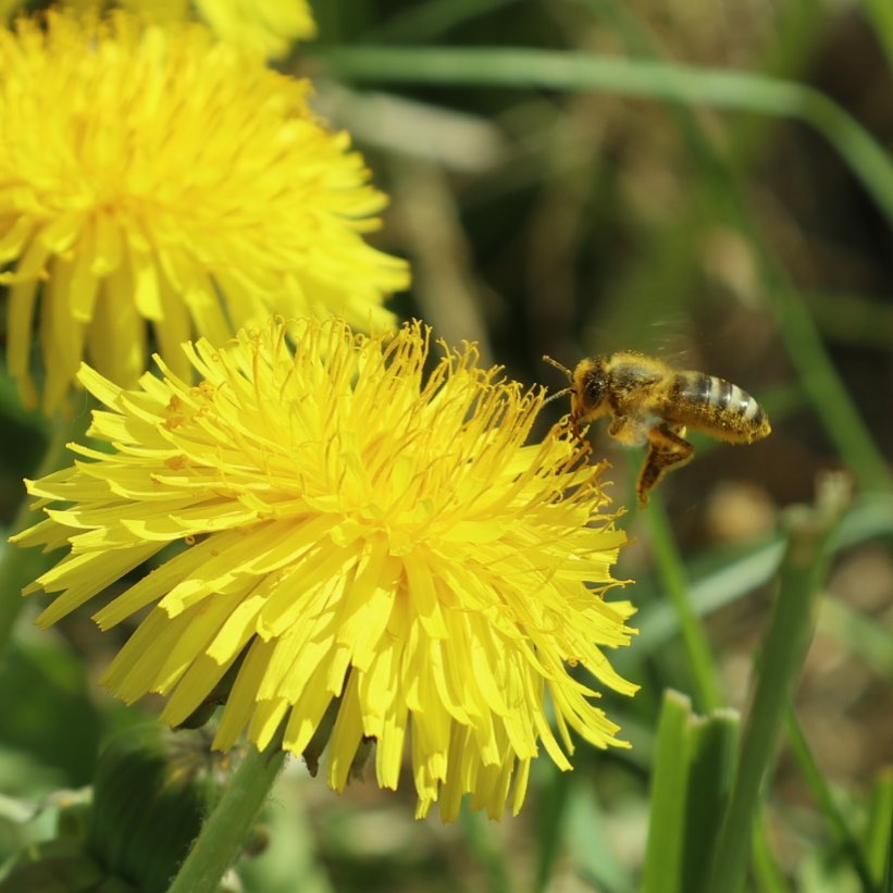 An essential worker working as if there was no pandemic. ;-)