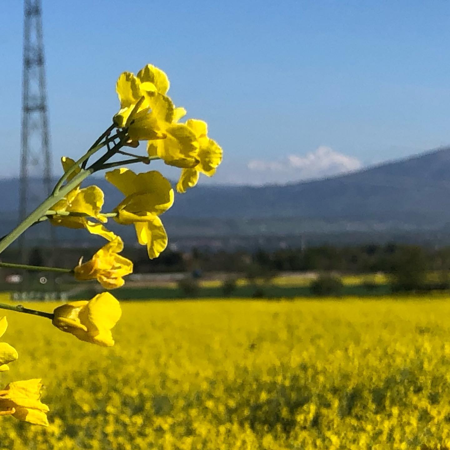 Colza and the Mt Blanc.