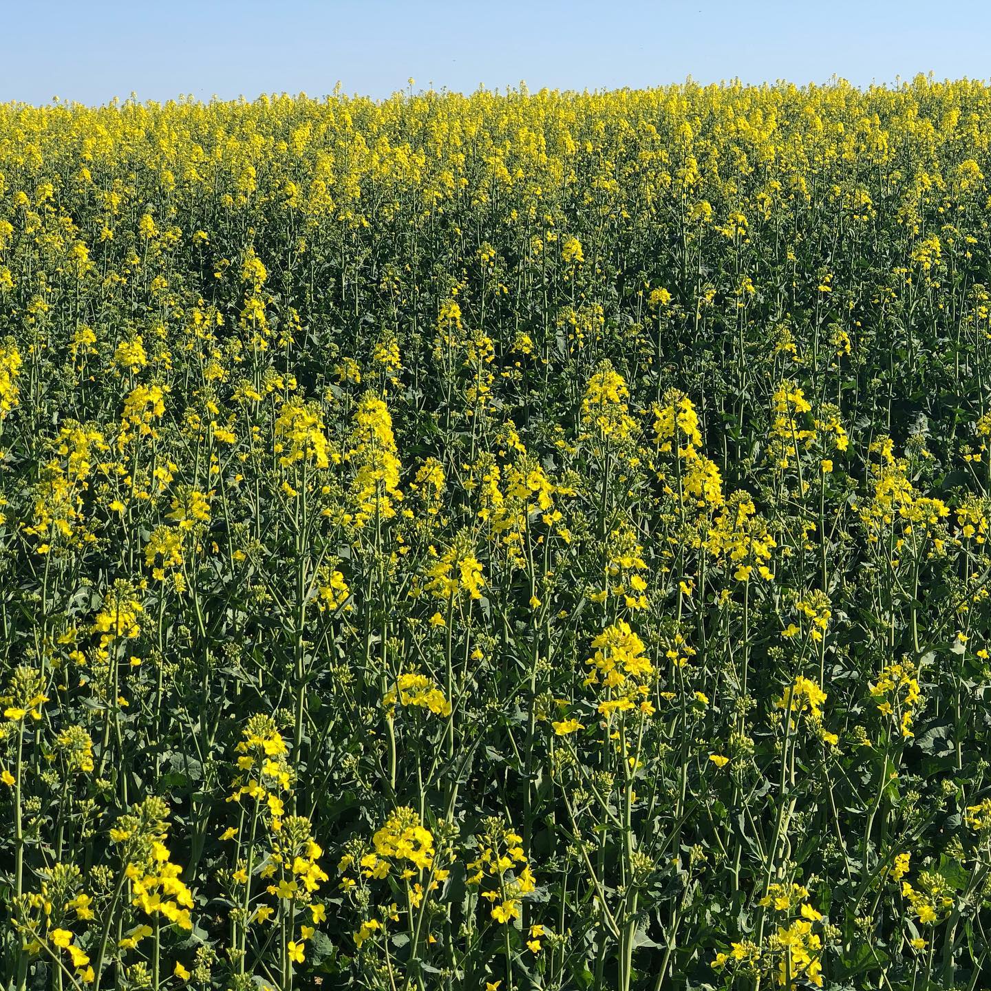 @regiondenyon une foule dont on ne doit pas se mÃ©fier. ;-)