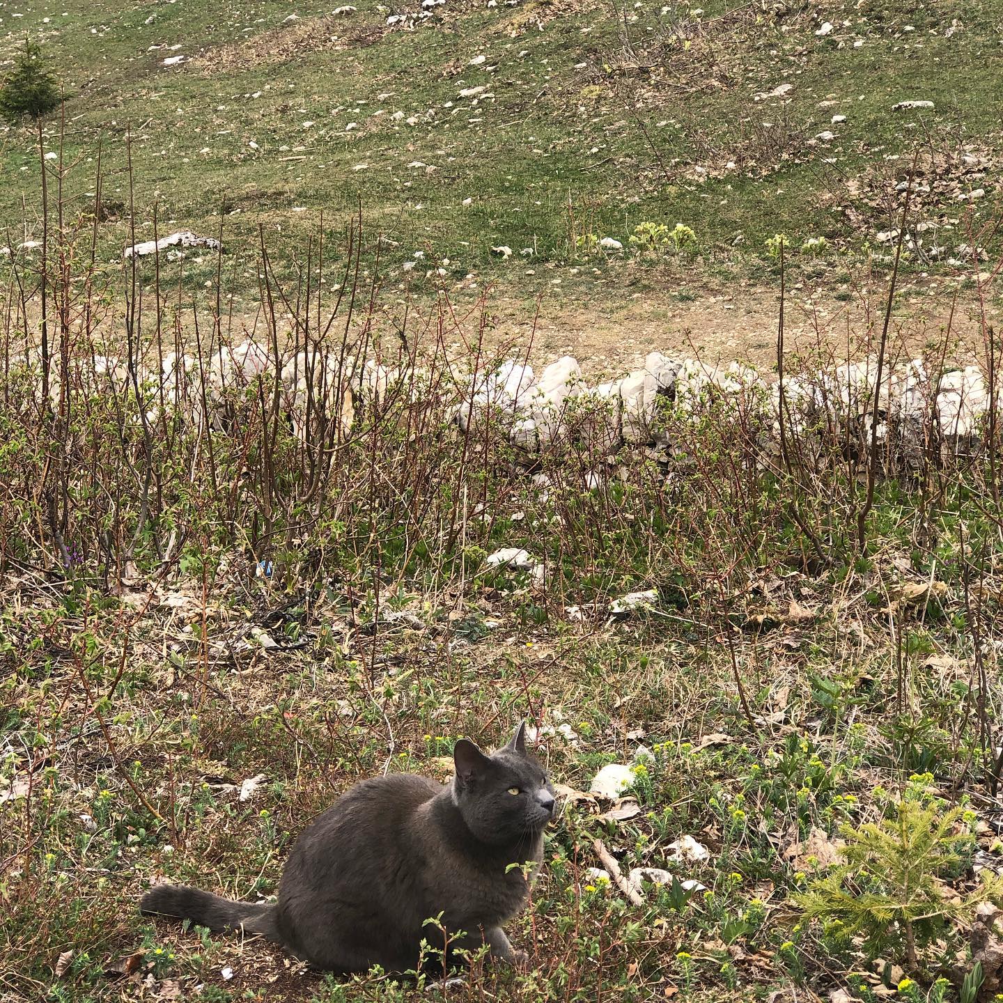 Cat watching a drone.