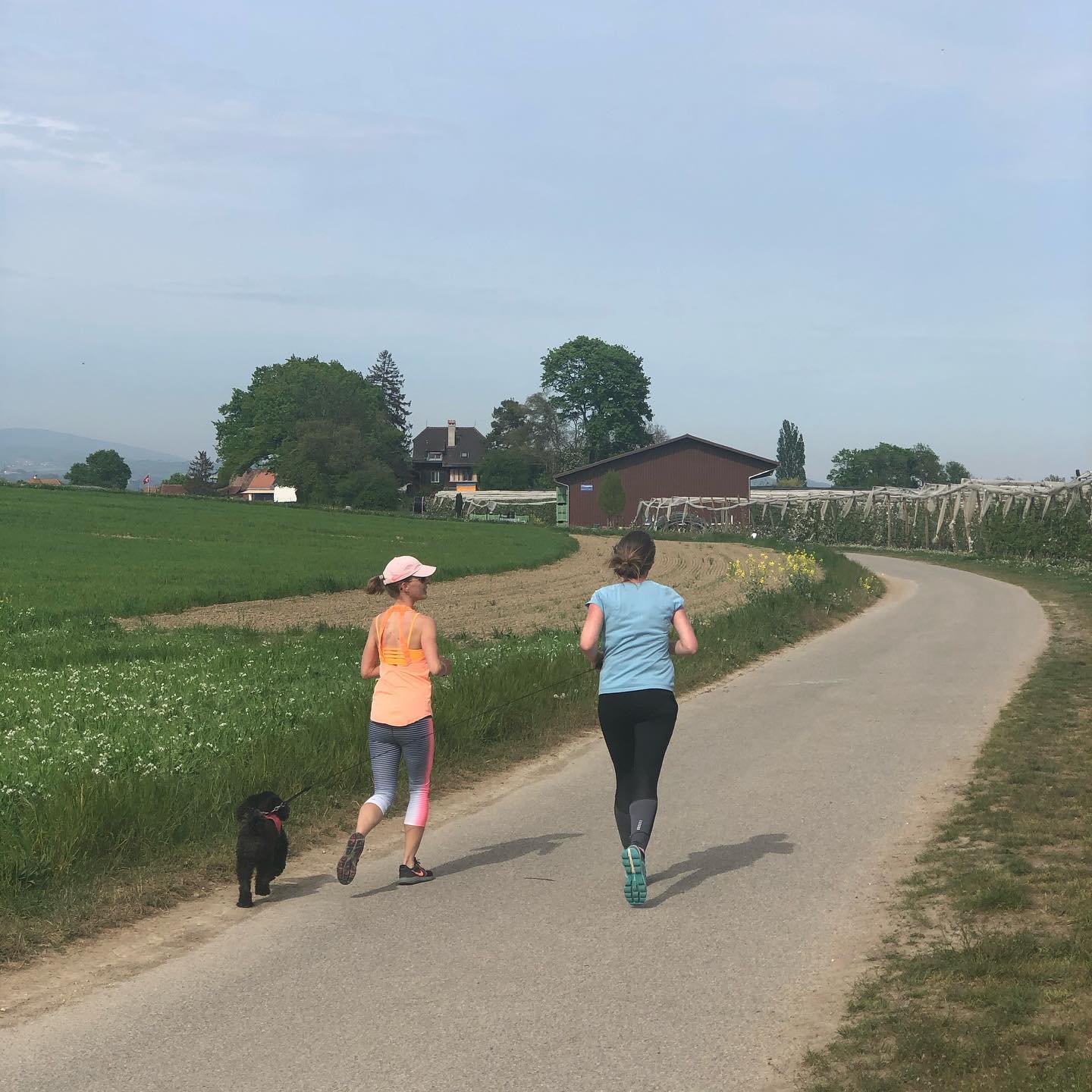 Keep at least one dog between you at all times.