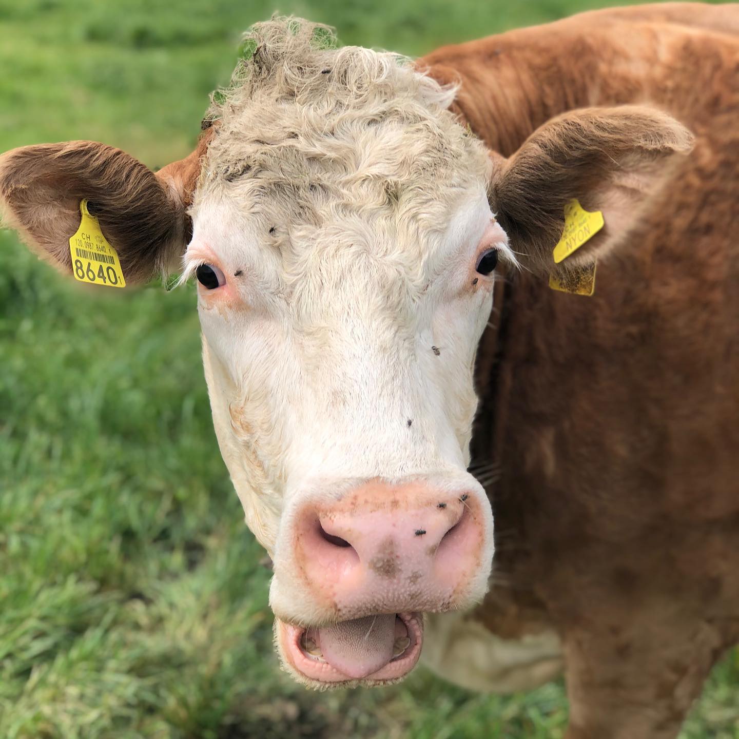 Flattering picture of a cow ;-)