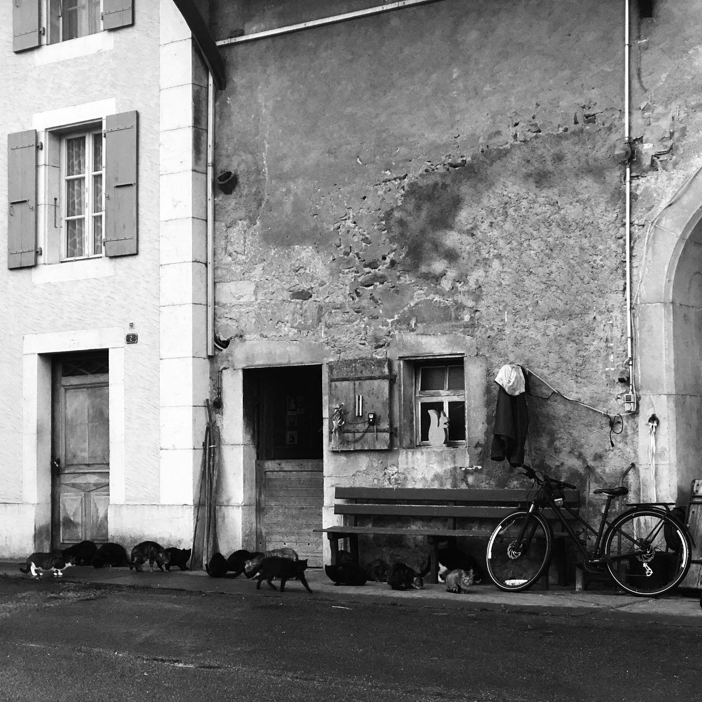 The cats on a rainy day.