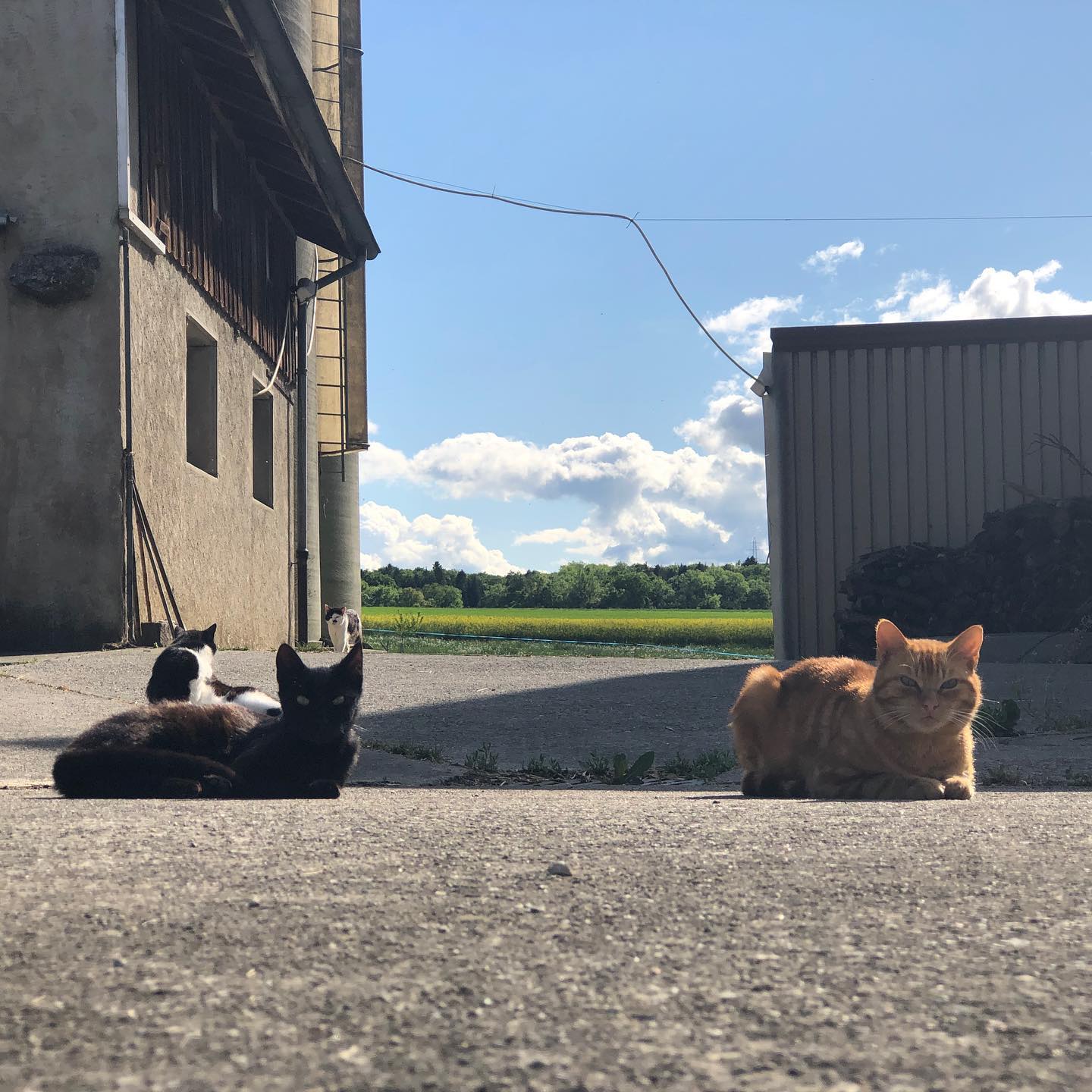 #cats #switzerland #farm #vaud
