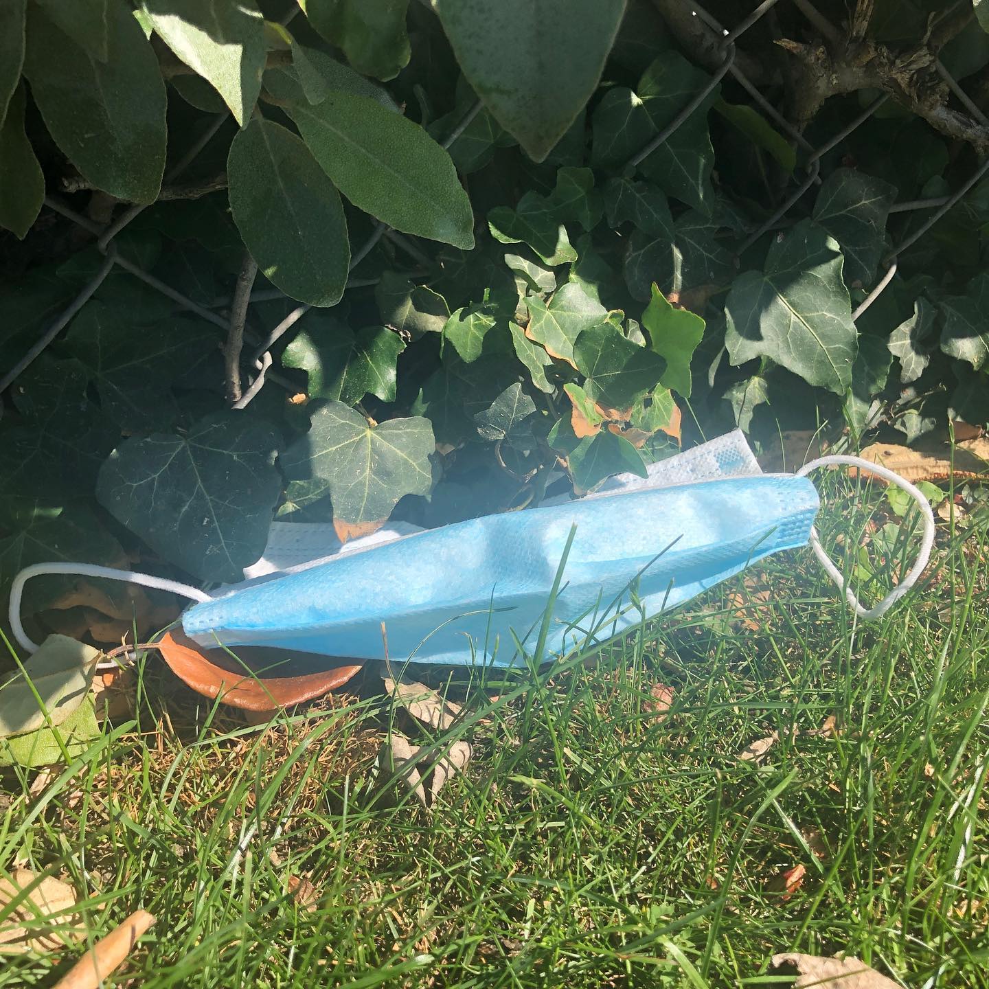 Wanted, one ferret, mouse, or rat, to use the hammock.