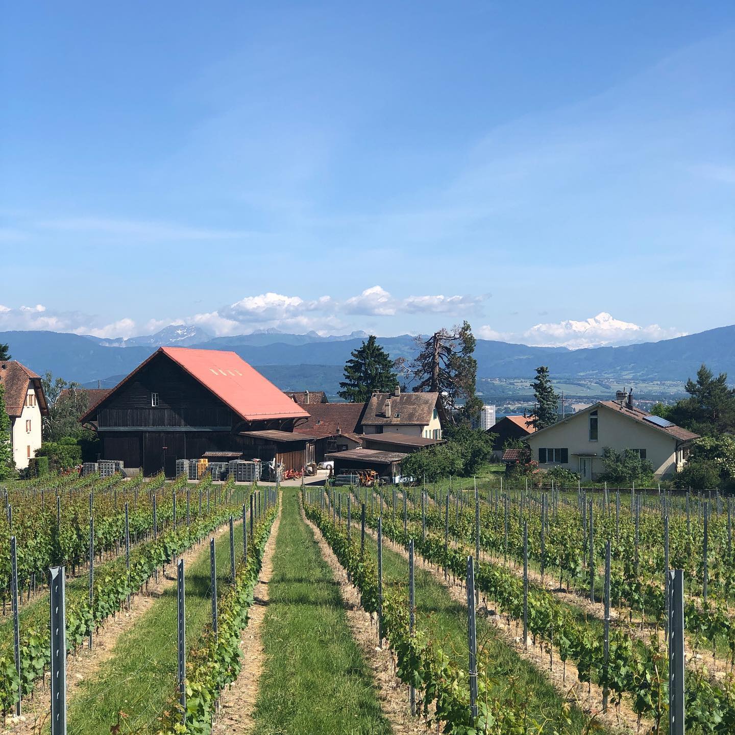 View from Signy of the LÃ©man and Mâont Blanc.