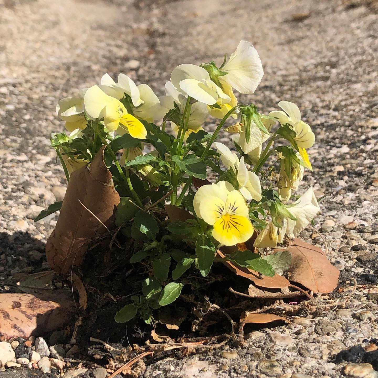 Growing within a crack in the tarmac.