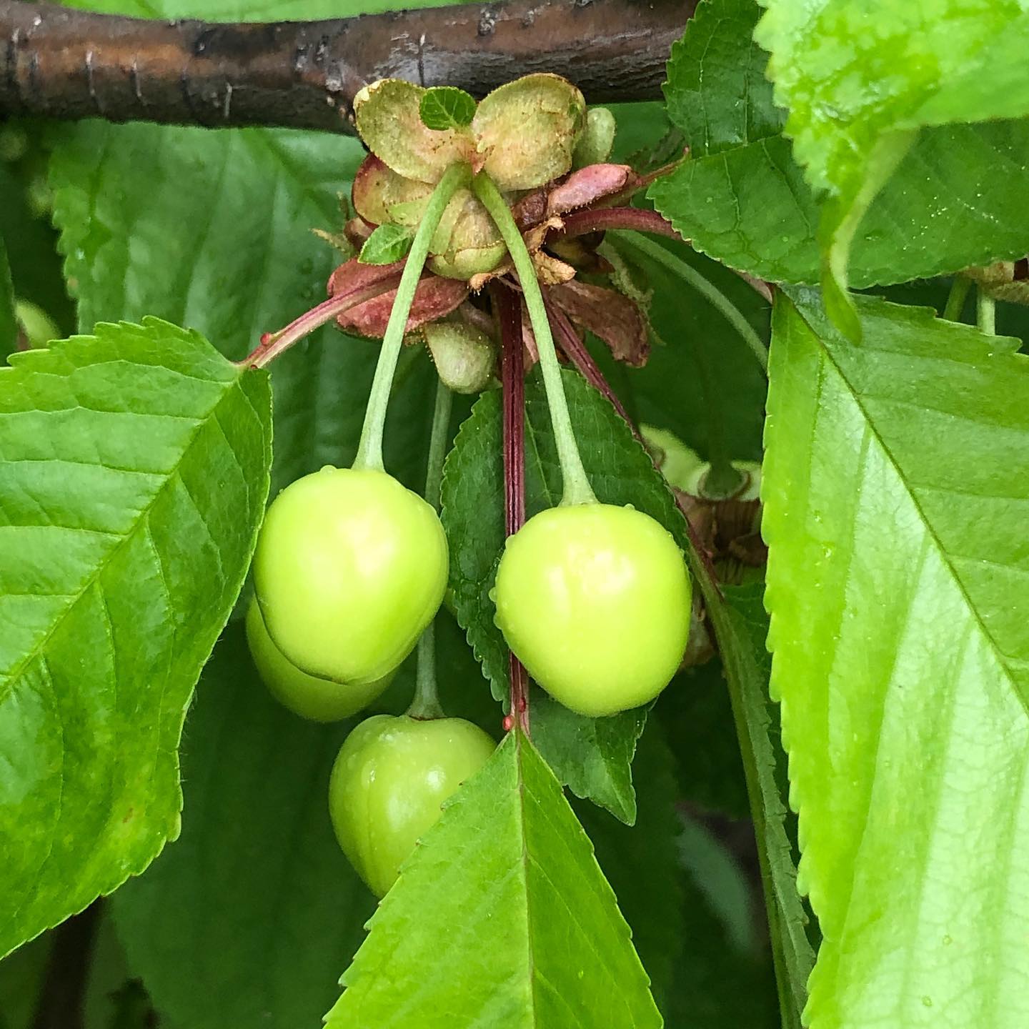 Checking on how the apple orchards are doing. :-). Theyâre not my apples.