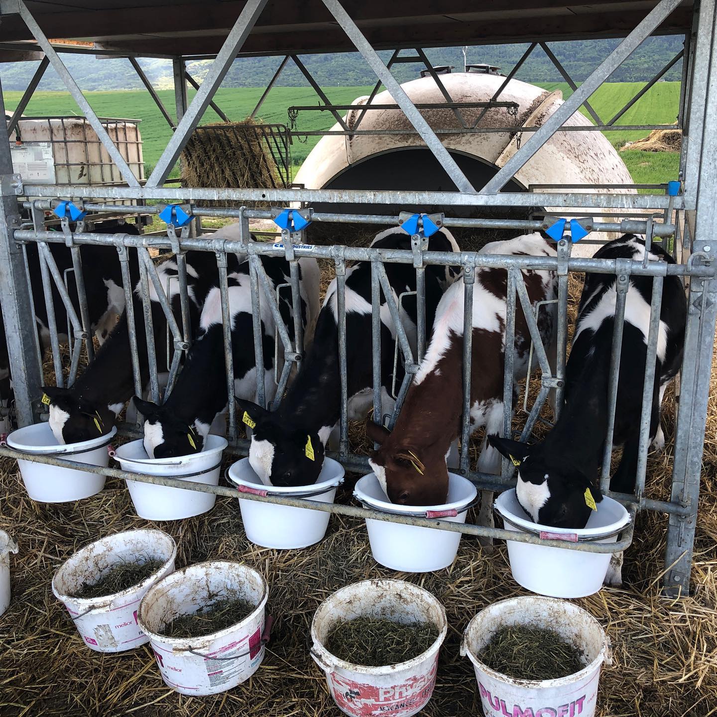 Dairy... I mean daily walk.