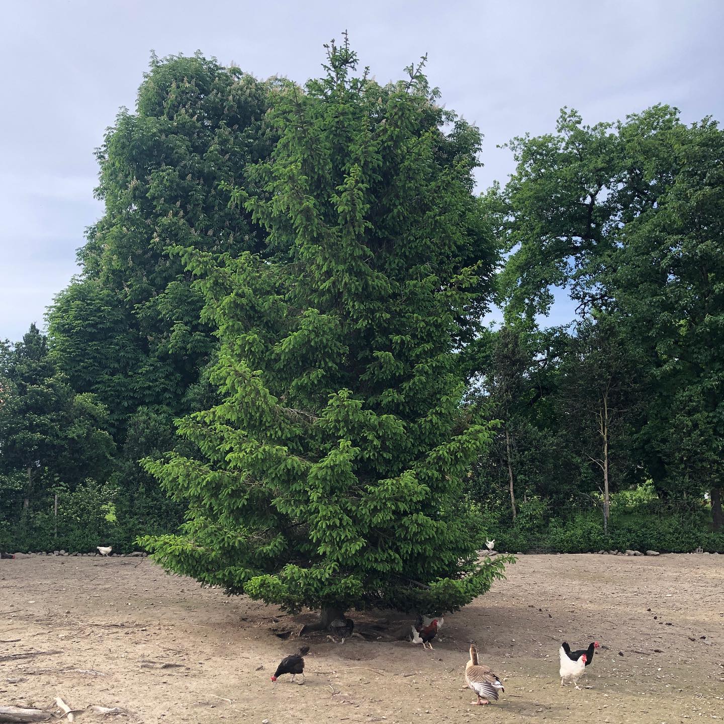 The chickens are ready for Christmas already. Theyâre standing under the tree.