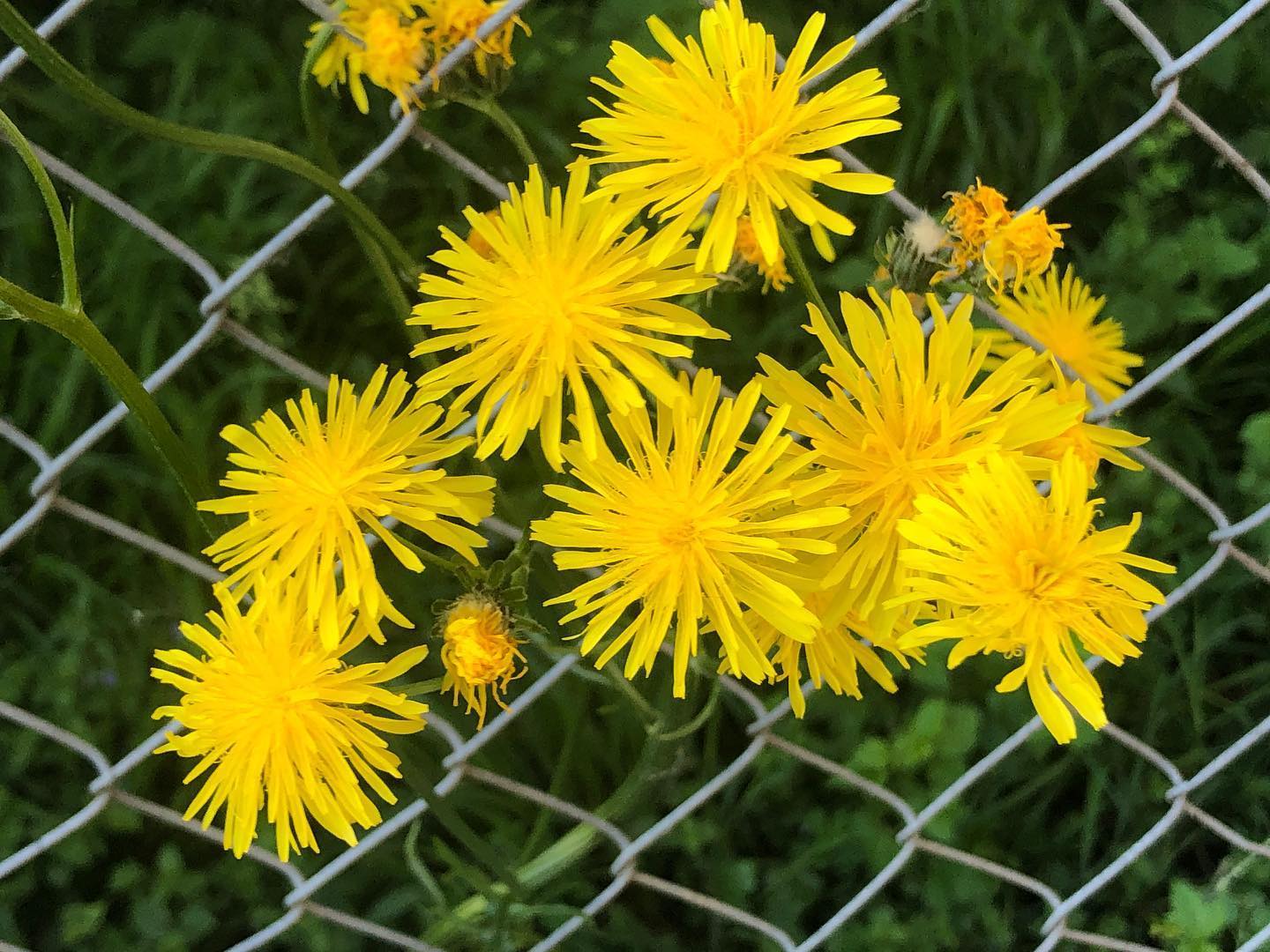 Did you dream of css and divs like I did last night?