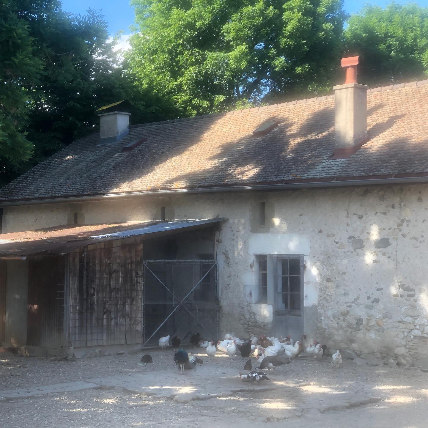 Poultry sheltering in the shade.