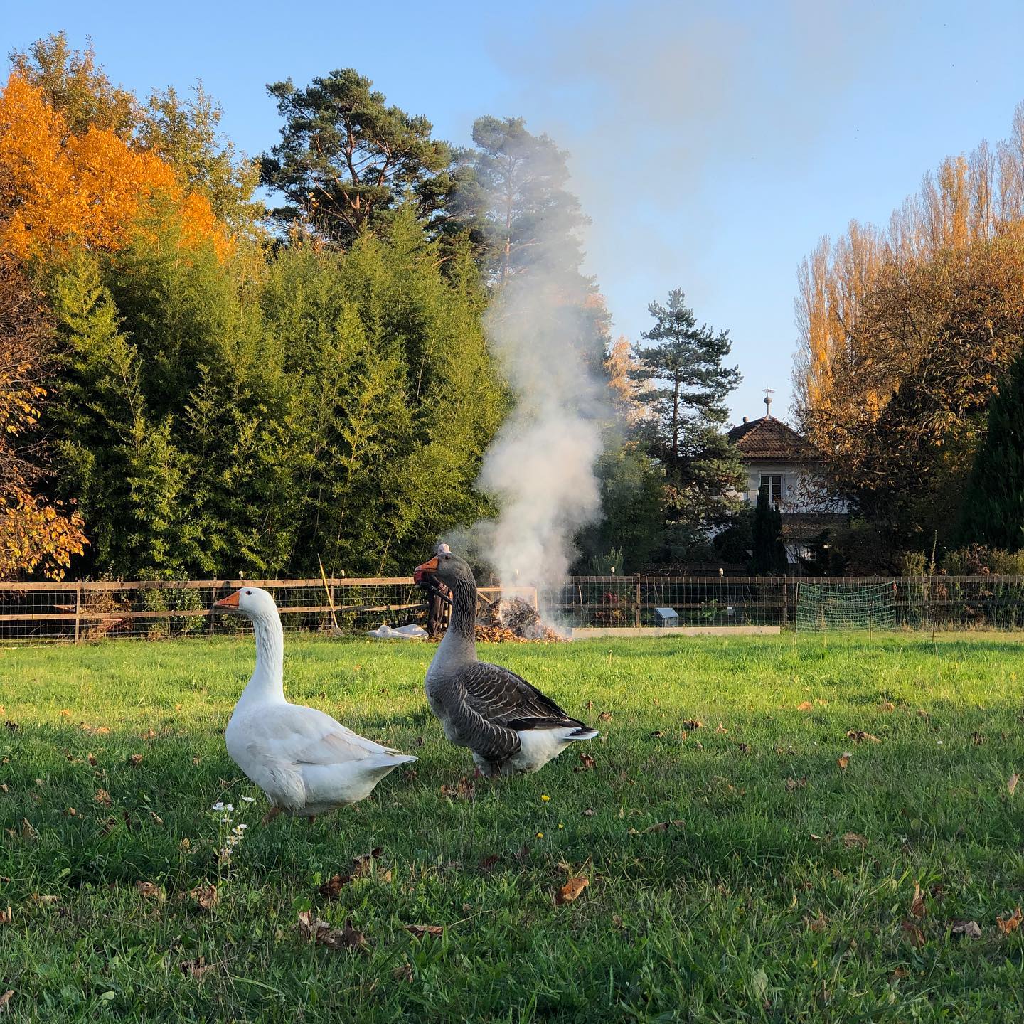 Geese watching over a leaf burning.