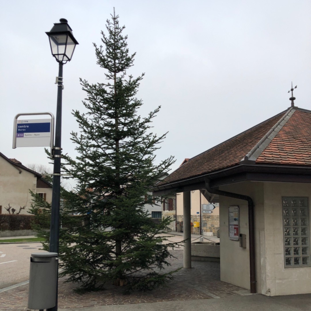 Silly place for a tree during a pandemic.